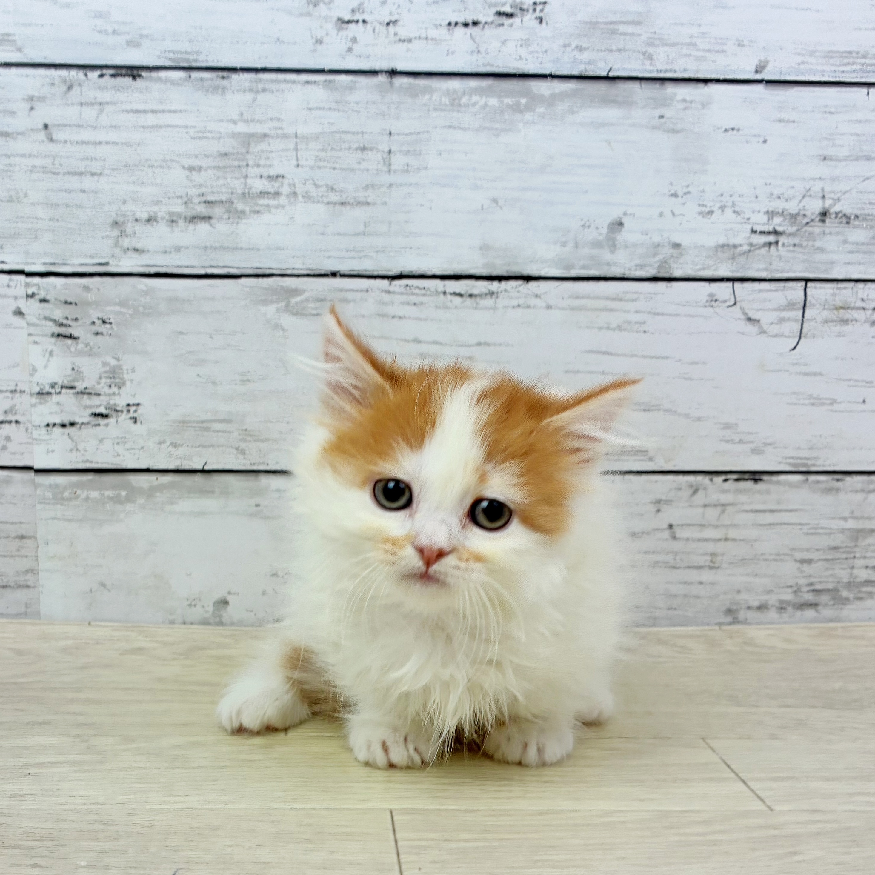 滋賀県のマンチカン (犬の家＆猫の里近江八幡店/2025年10月1日生まれ/女の子/レッドタビーホワイト)の子猫