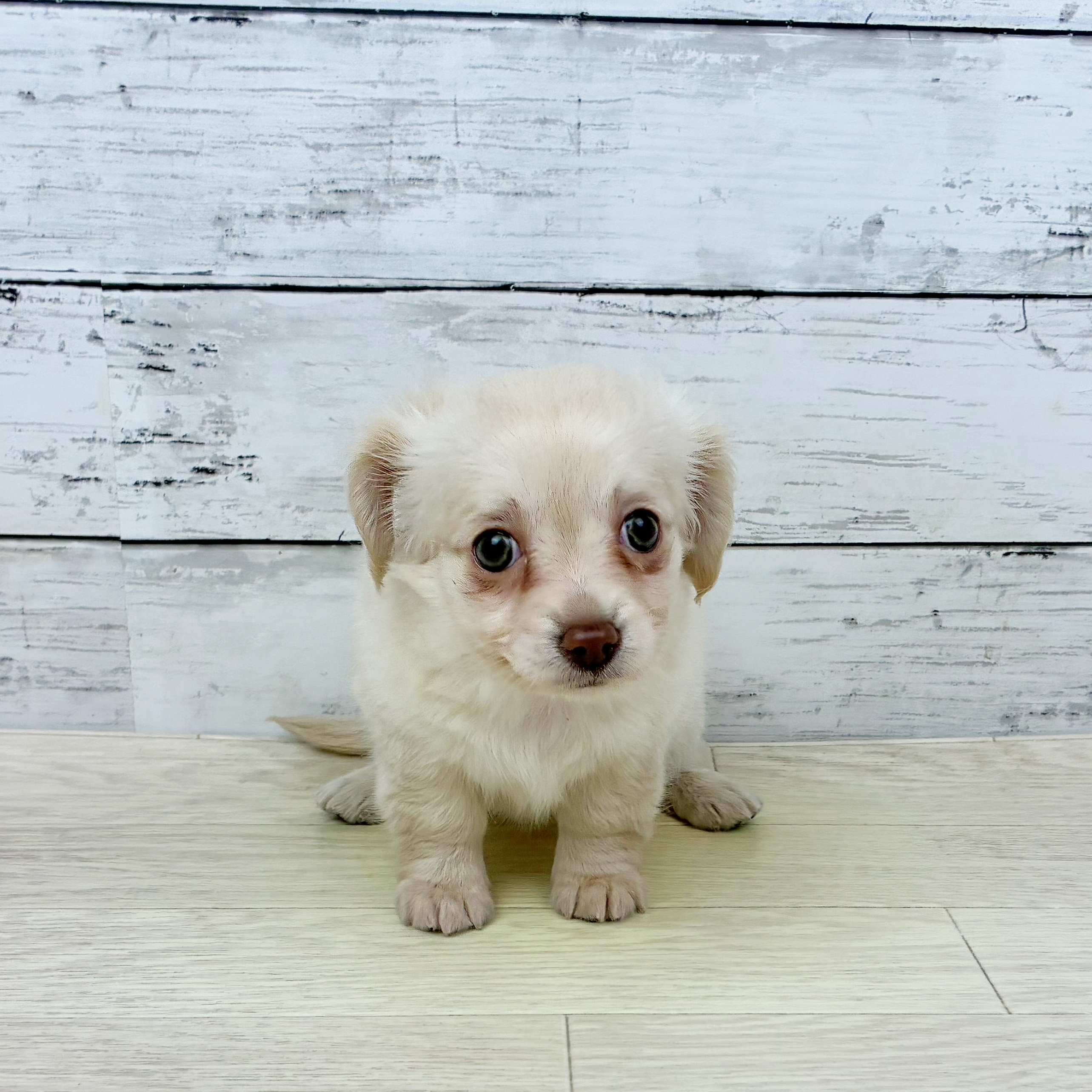 滋賀県のチワックス(チワワ×ダックス) (犬の家＆猫の里長浜店/2025年10月2日生まれ/女の子/クリーム)の子犬