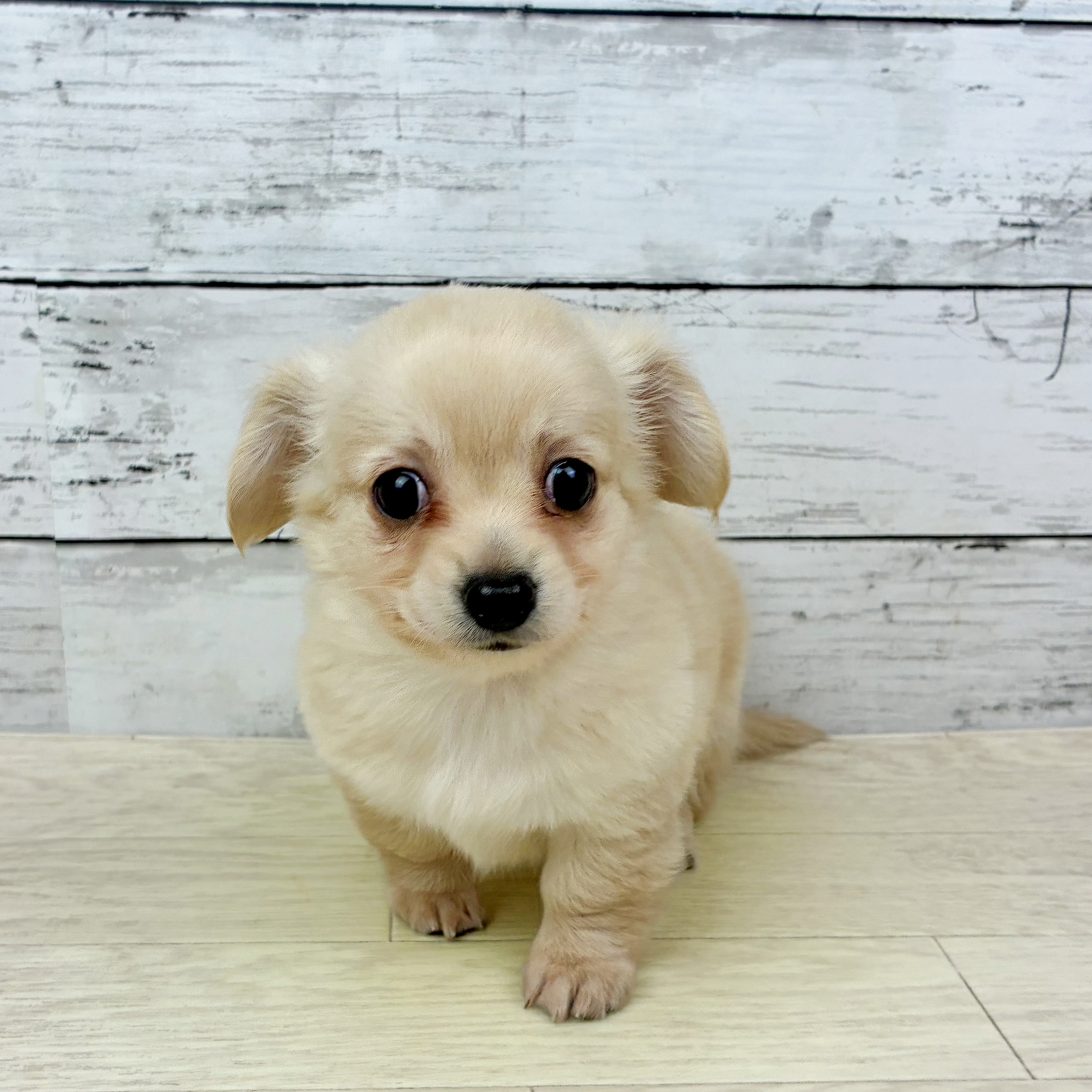 兵庫県のチワックス(チワワ×ダックス) (犬の家＆猫の里川西店/2025年10月2日生まれ/男の子/クリーム)の子犬