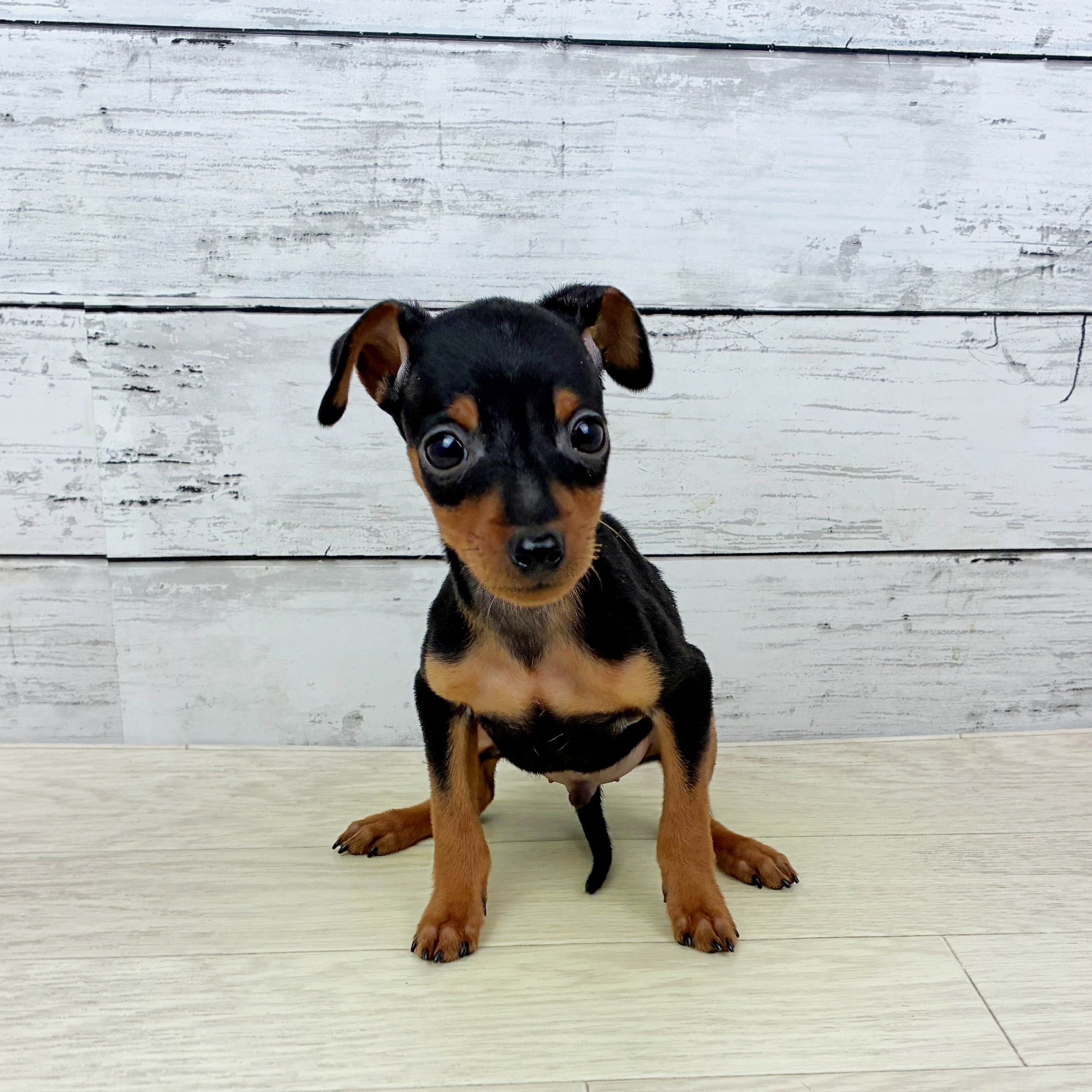 兵庫県のミニチュアピンシャー (犬の家＆猫の里ニッケパークタウン加古川店/2025年10月1日生まれ/男の子/ブラックタン)の子犬の2枚目の画像