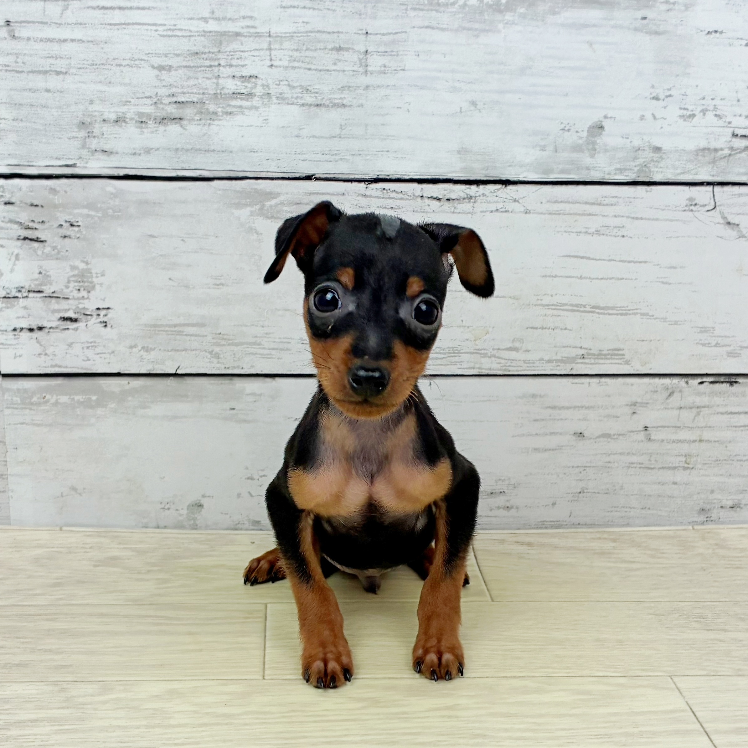 滋賀県のミニチュアピンシャー (犬の家＆猫の里近江八幡店/2025年10月1日生まれ/男の子/ブラックタン)の子犬