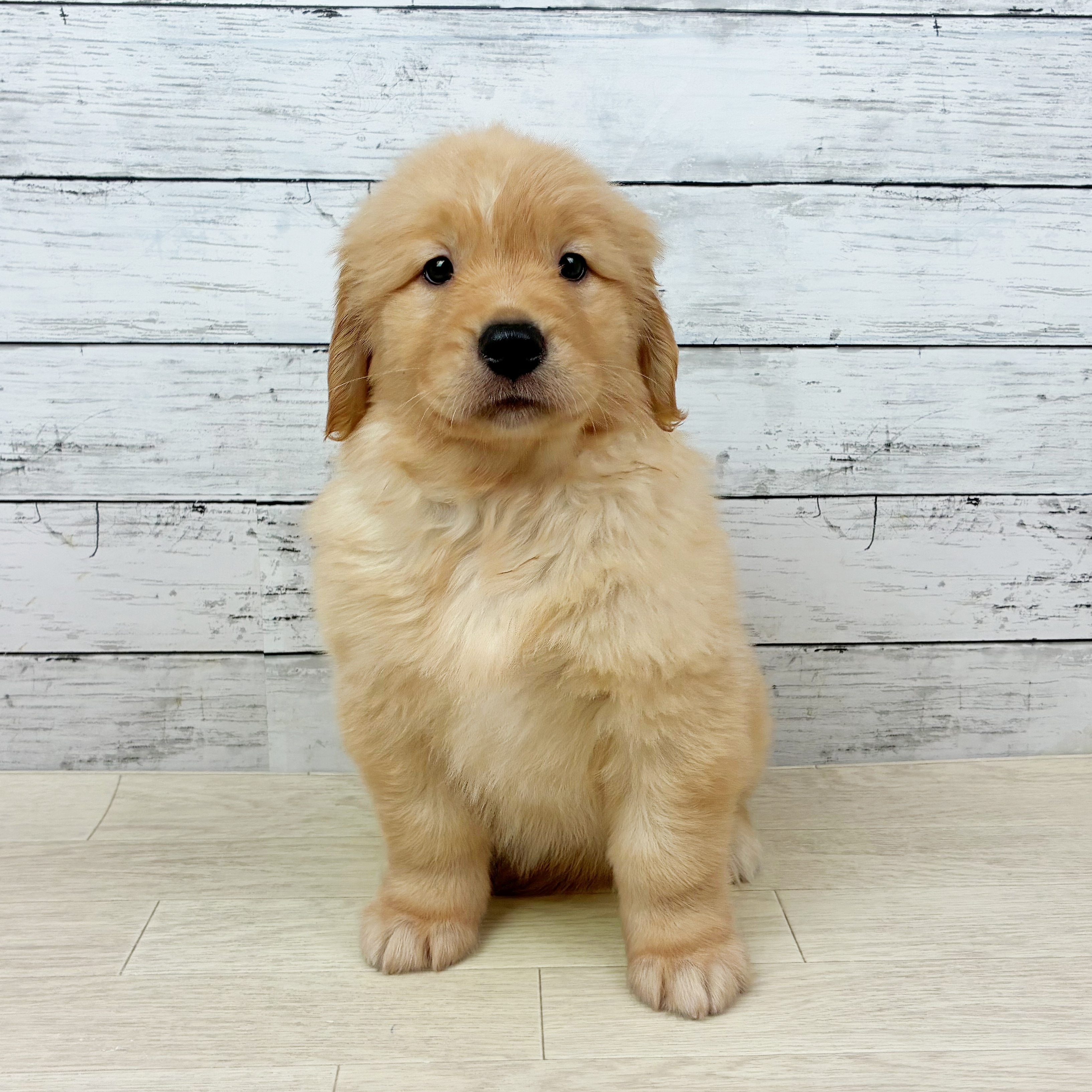 ゴールデンレトリバー女の子の写真