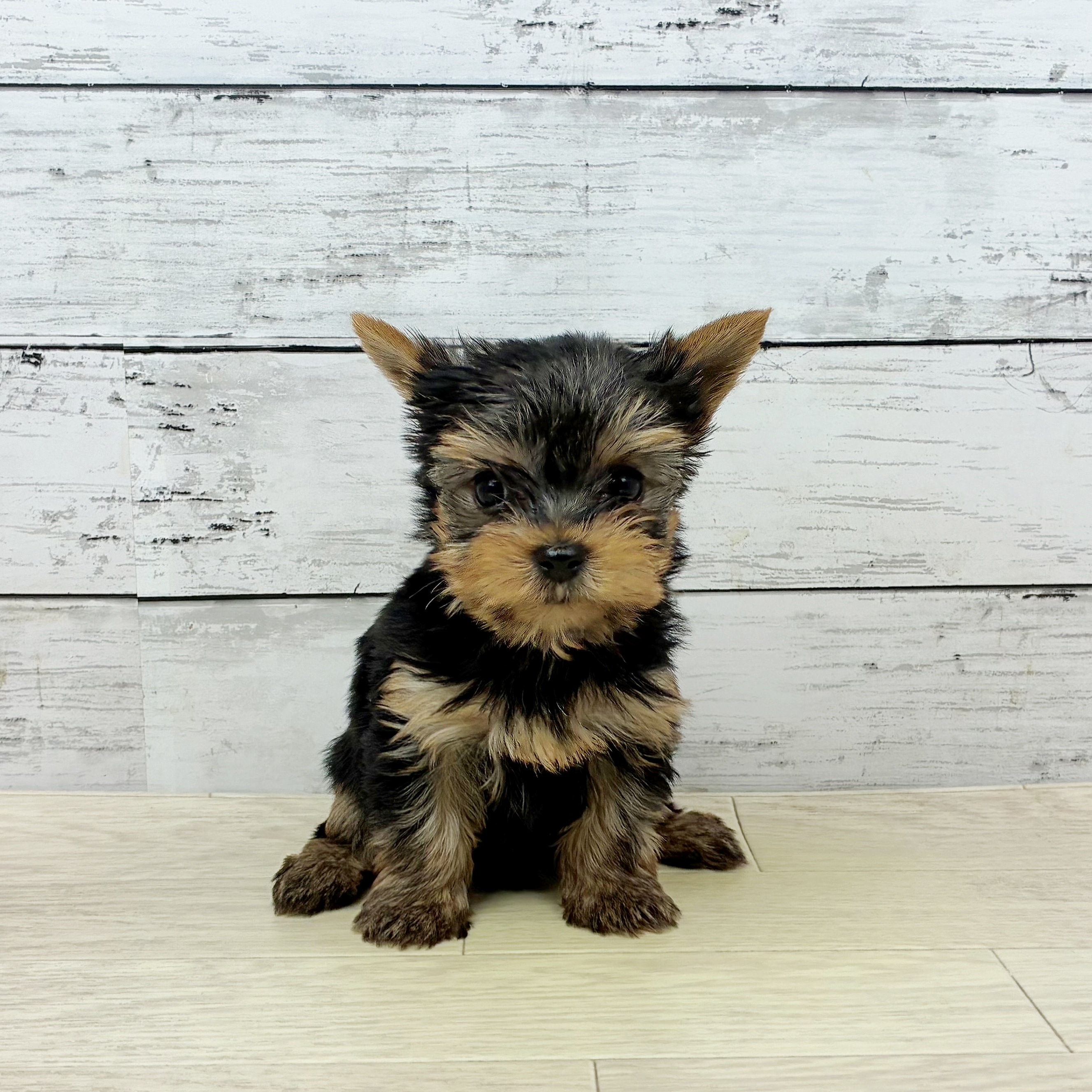 滋賀県のヨークシャーテリア (犬の家＆猫の里近江八幡店/2025年10月1日生まれ/女の子/スチールブルータン)の子犬