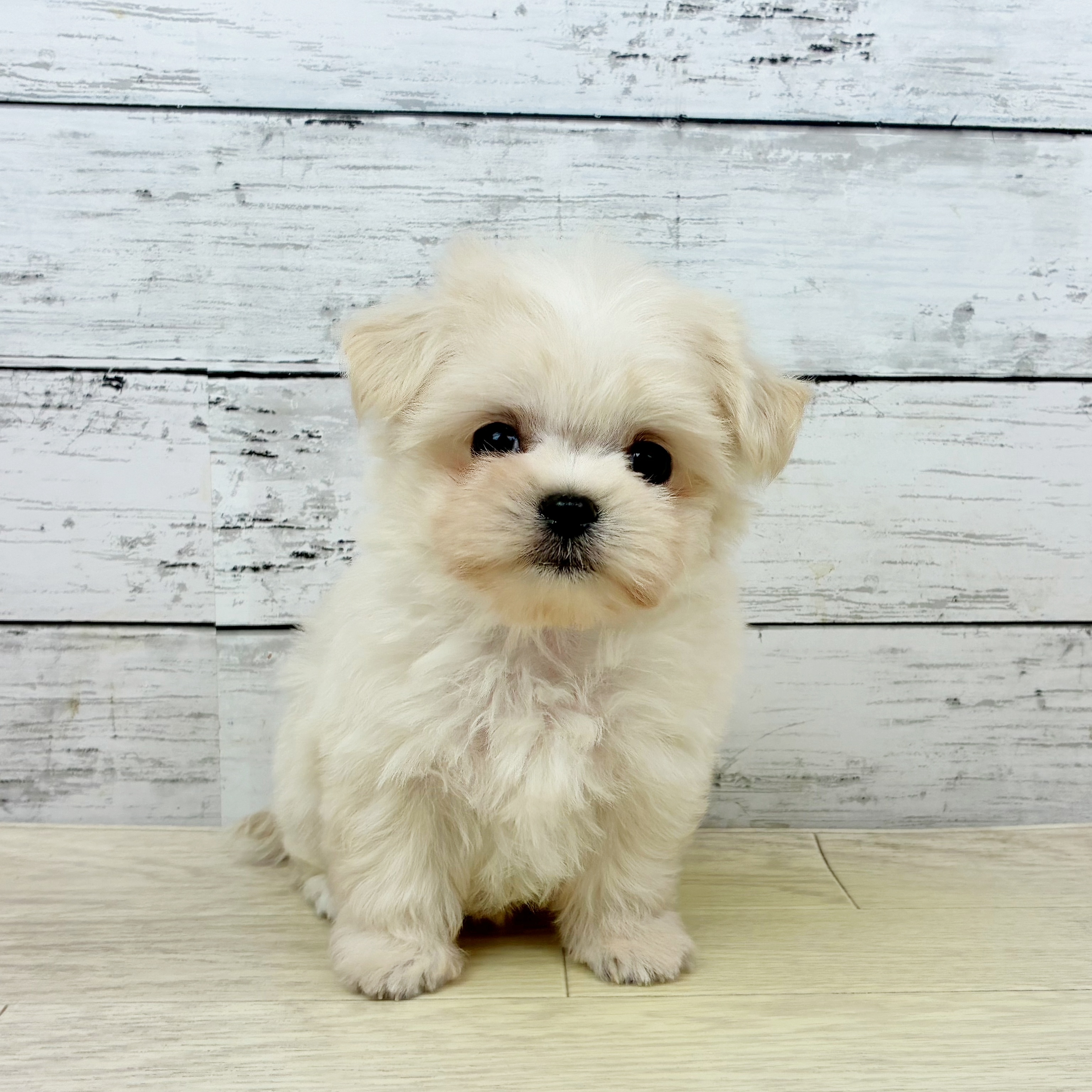 ハーフ犬男の子の写真
