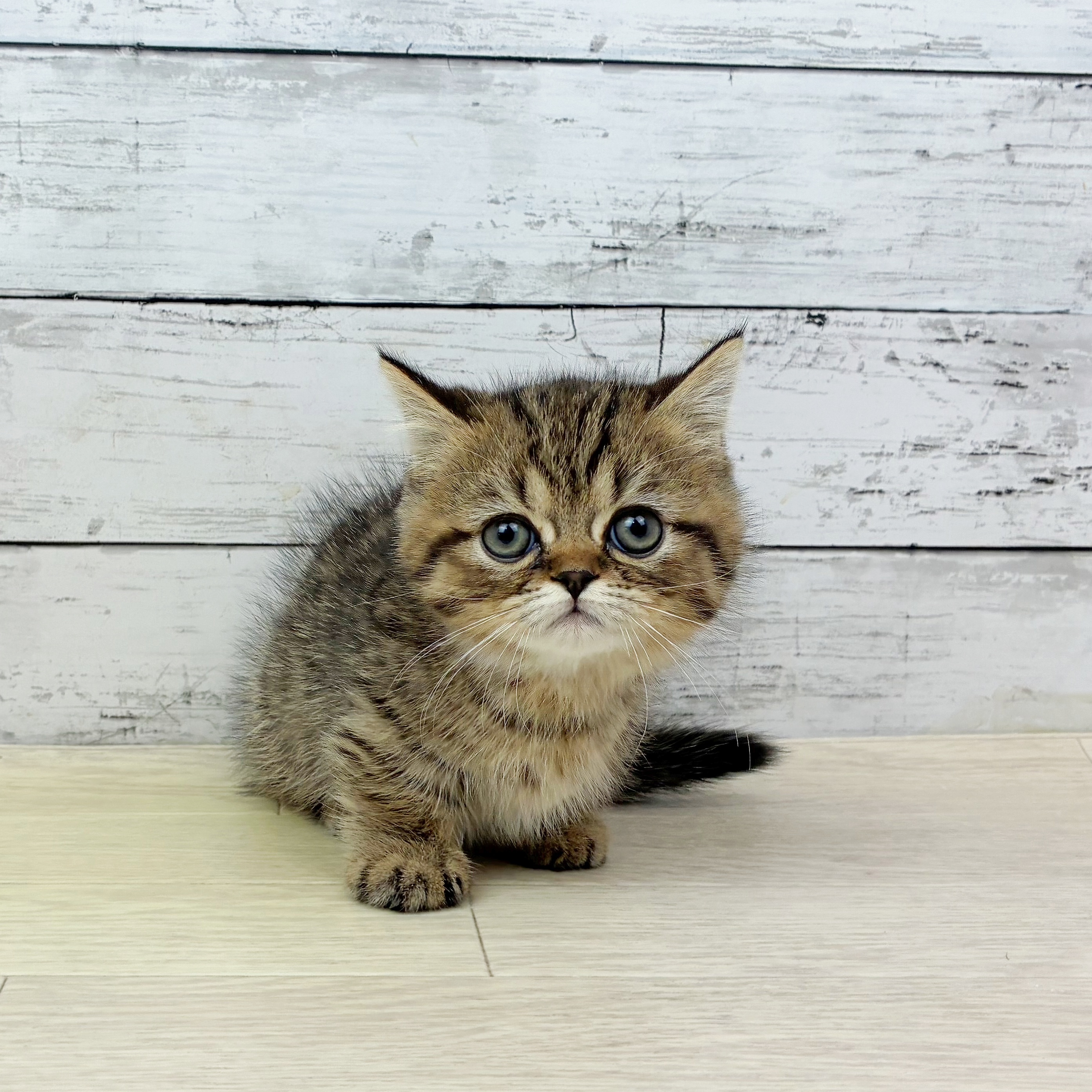 滋賀県のミヌエット (犬の家＆猫の里近江八幡店/2025年9月30日生まれ/男の子/ブラウンタビー)の子猫