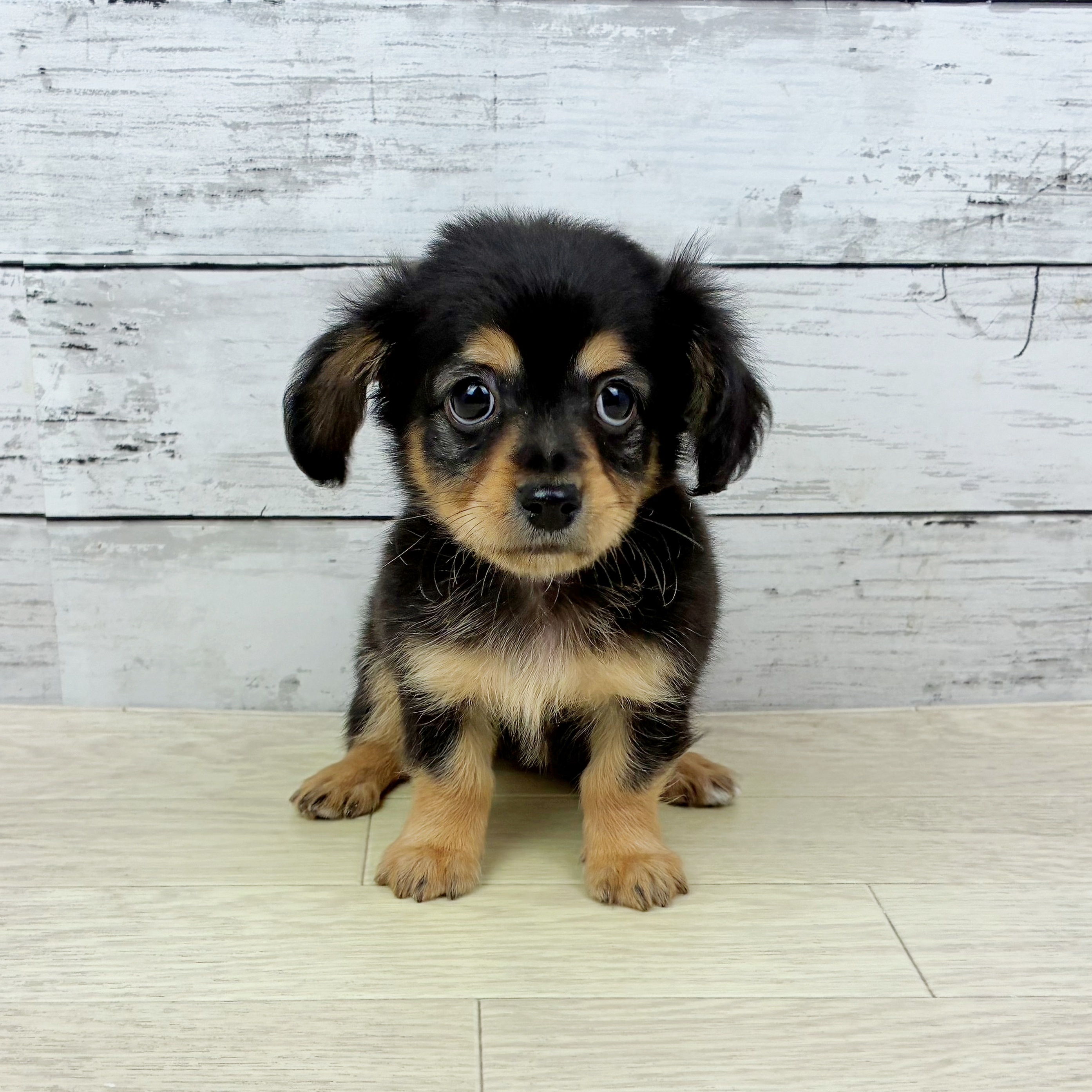 兵庫県のチワックス(チワワ×ダックス) (犬の家＆猫の里川西店/2025年10月2日生まれ/男の子/ブラックタンホワイト)の子犬