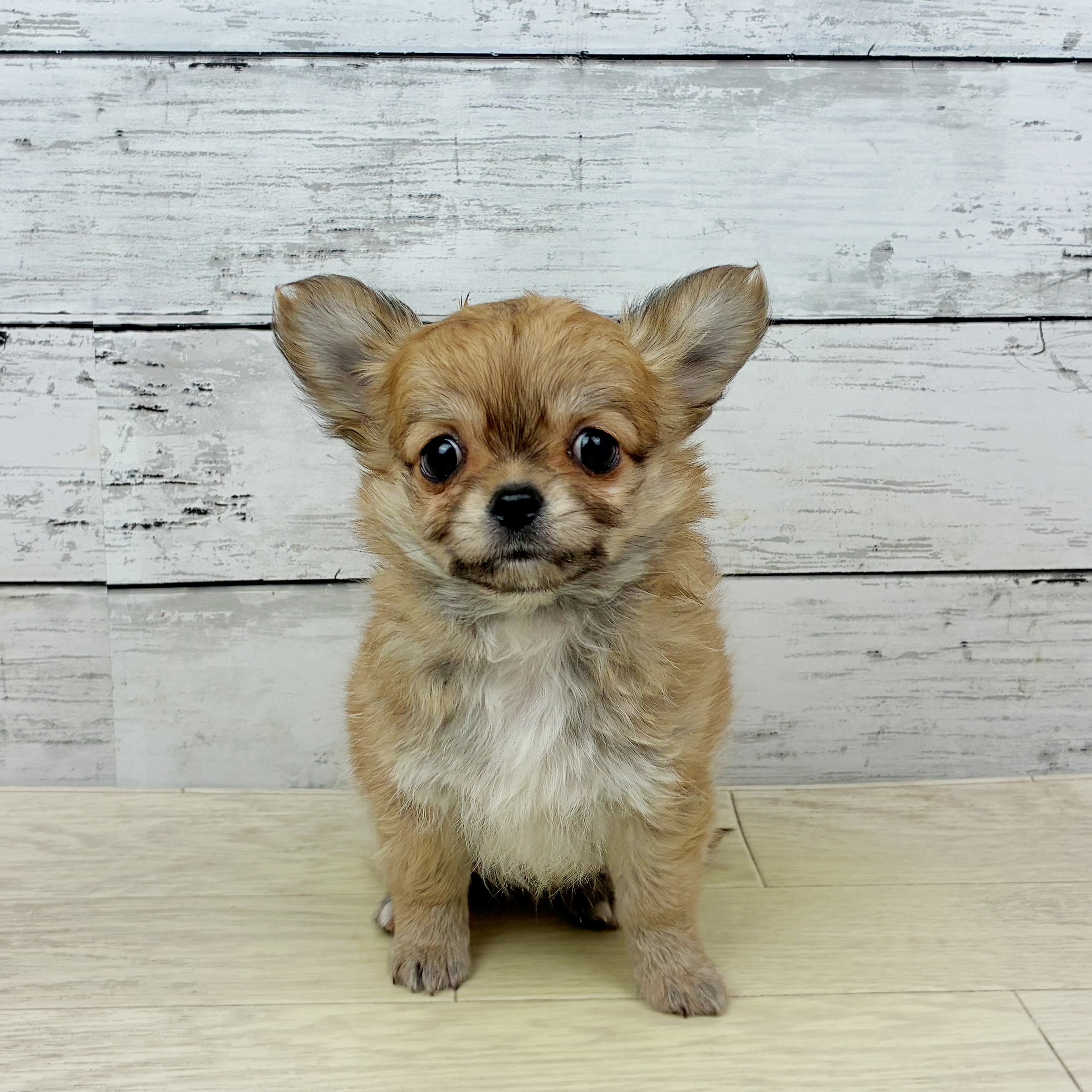 チワワ（ロング）女の子の写真