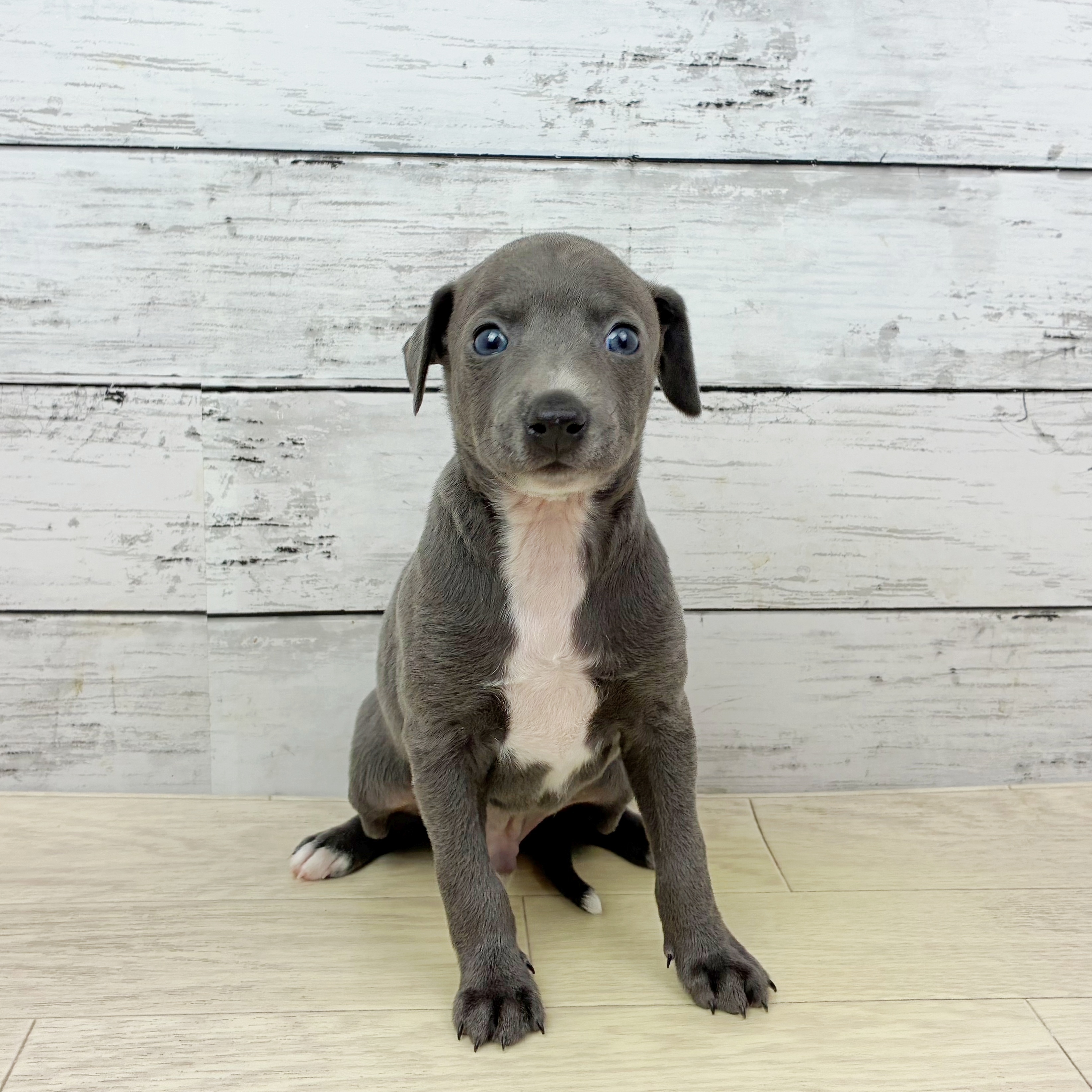 イタリアングレーハウンド男の子の写真