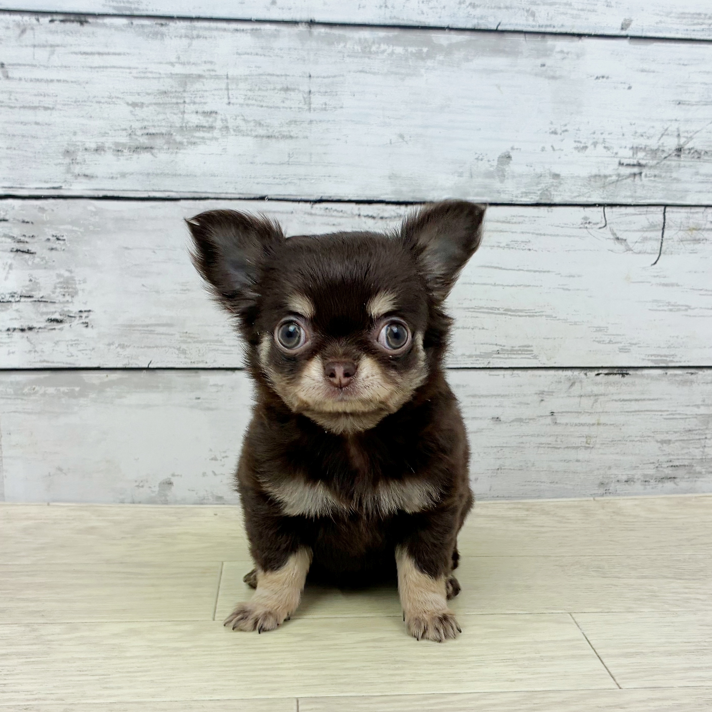 滋賀県のチワワ(ロング) (犬の家＆猫の里近江八幡店/2025年10月2日生まれ/女の子/チョコレートクリーム)の子犬