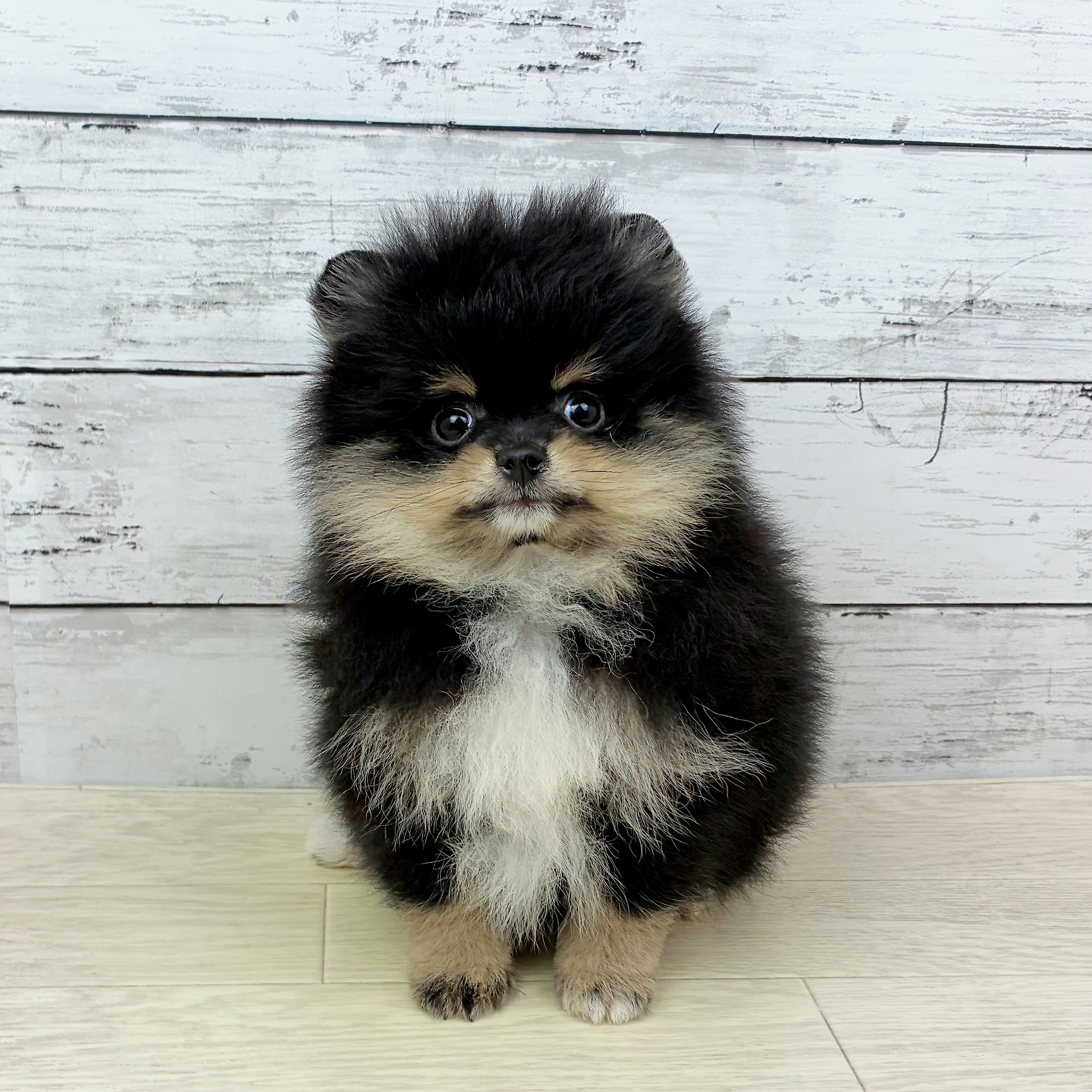 滋賀県のポメラニアン (犬の家＆猫の里近江八幡店/2025年9月30日生まれ/女の子/ブラックタンホワイト)の子犬