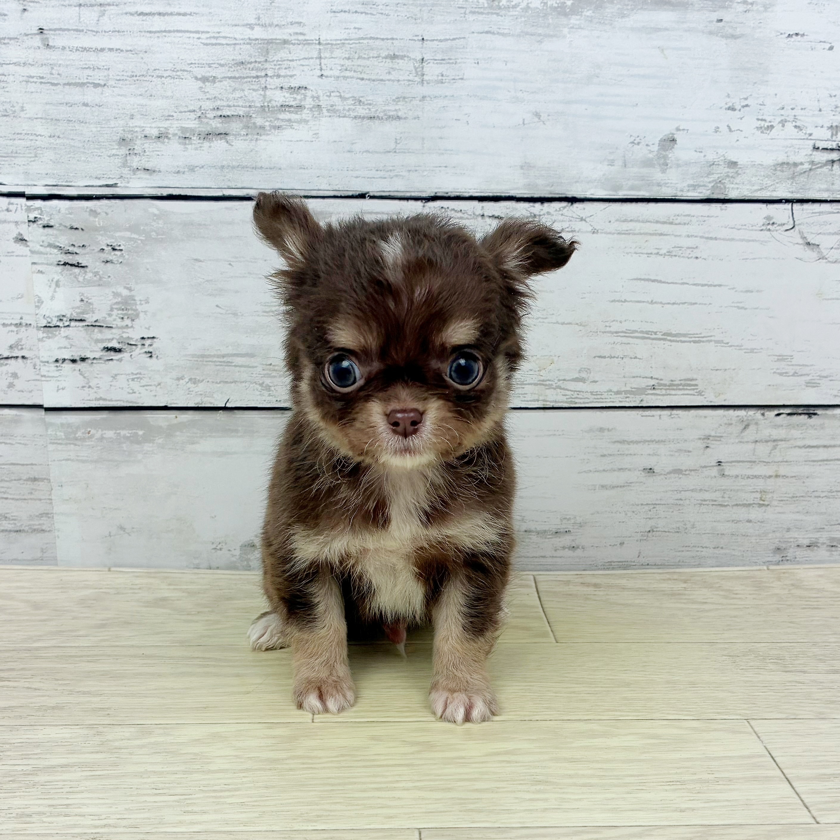 兵庫県のチワワ(ロング) (犬の家＆猫の里ニッケパークタウン加古川店/2025年10月1日生まれ/男の子/チョコレートタン)の子犬の2枚目の画像