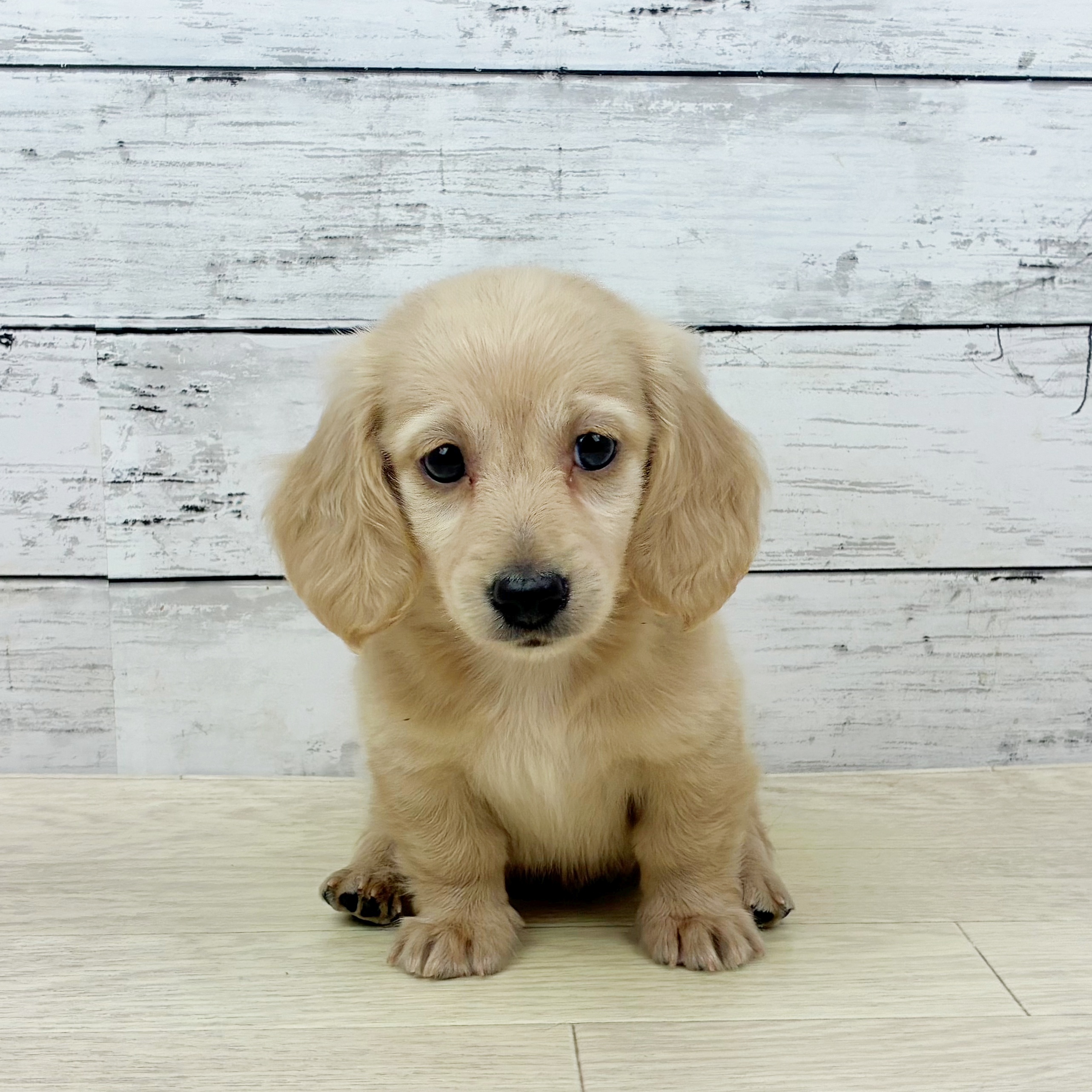 兵庫県のミニチュアダックスフンド(ロング) (犬の家＆猫の里川西店/2025年9月30日生まれ/男の子/イエロー)の子犬