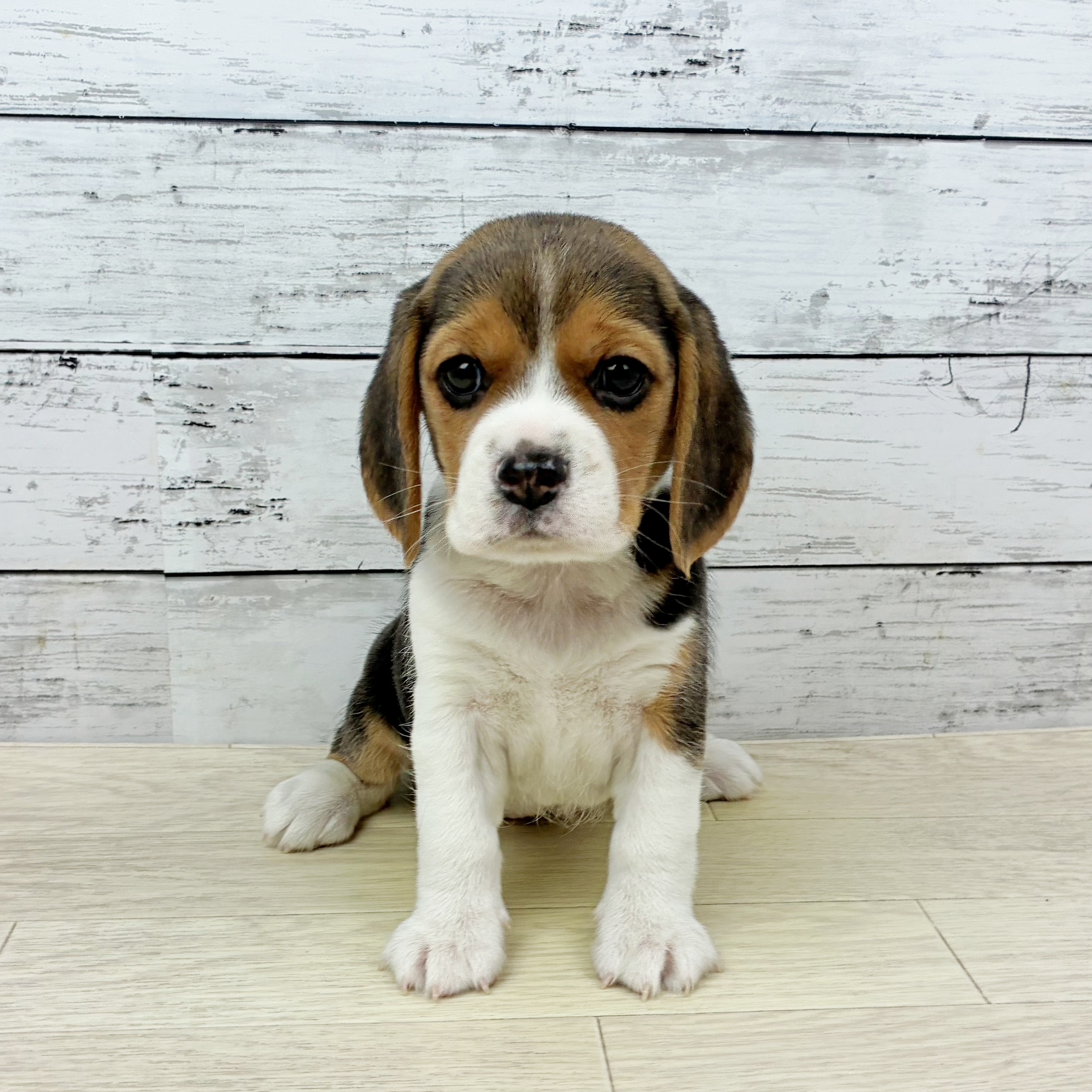 兵庫県のビーグル (犬の家＆猫の里川西店/2025年10月2日生まれ/女の子/ブラックタンホワイト)の子犬