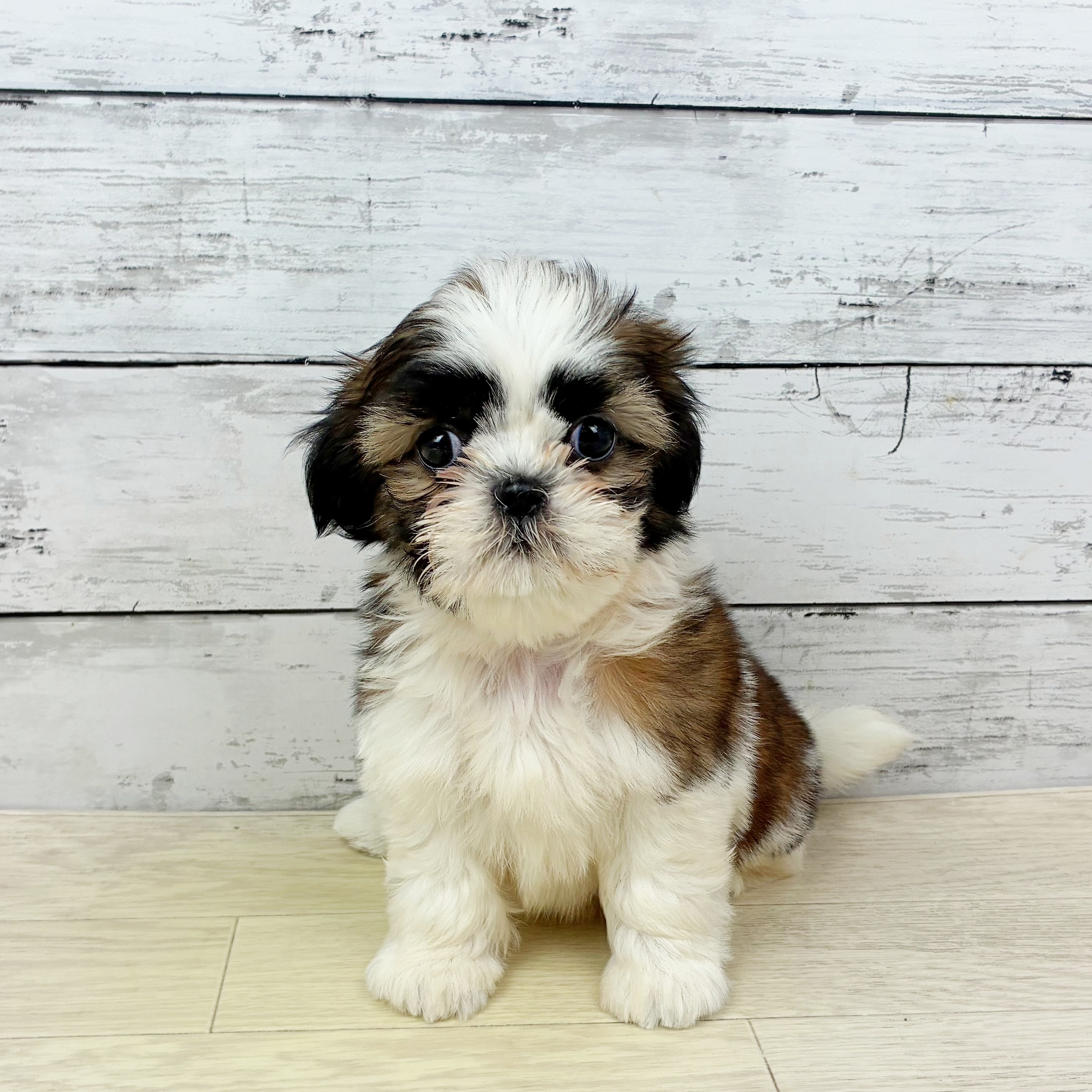 兵庫県のシーズー (犬の家＆猫の里川西店/2025年9月27日生まれ/女の子/ホワイトゴールド)の子犬