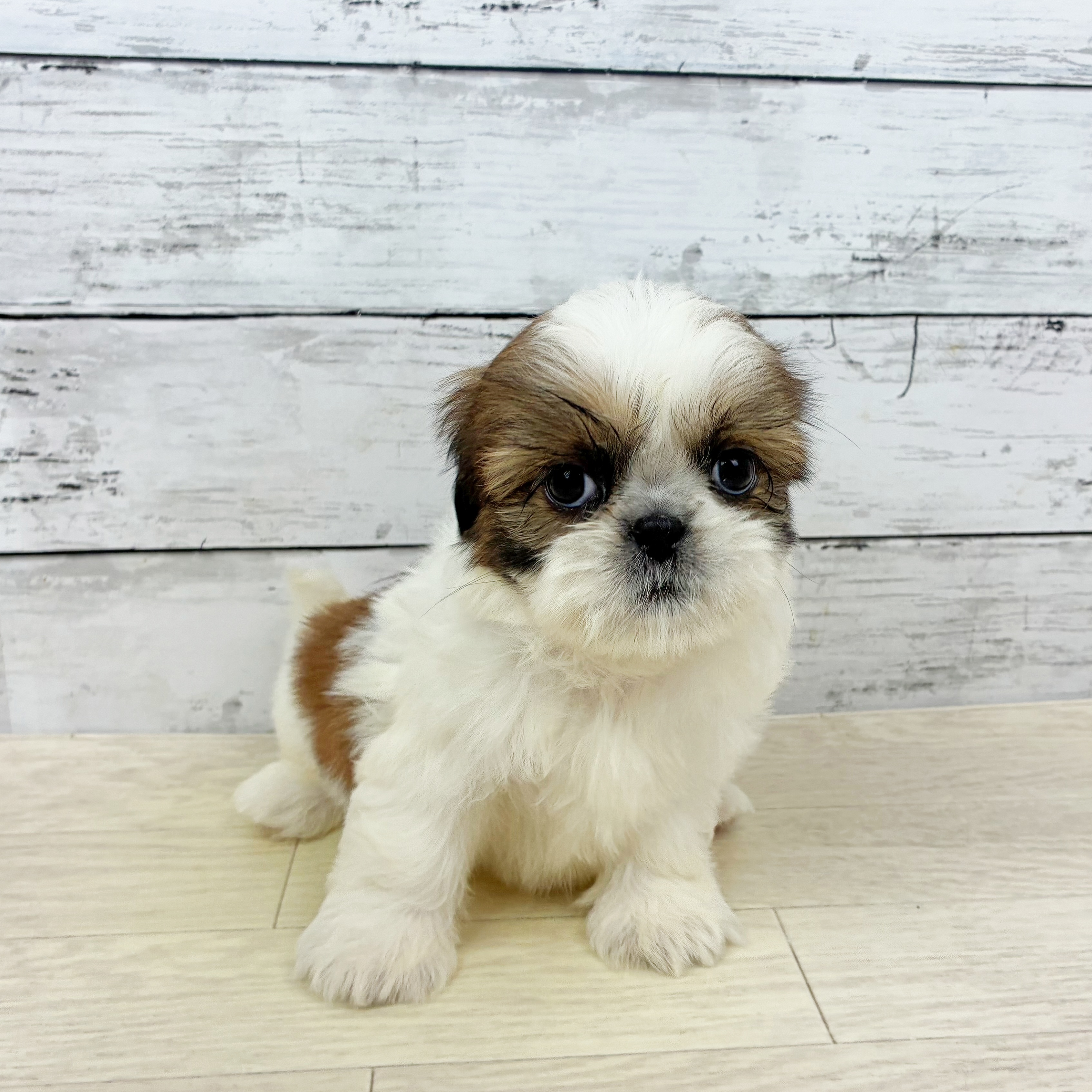 滋賀県のシーズー (犬の家＆猫の里近江八幡店/2025年10月1日生まれ/女の子/ホワイトゴールド)の子犬