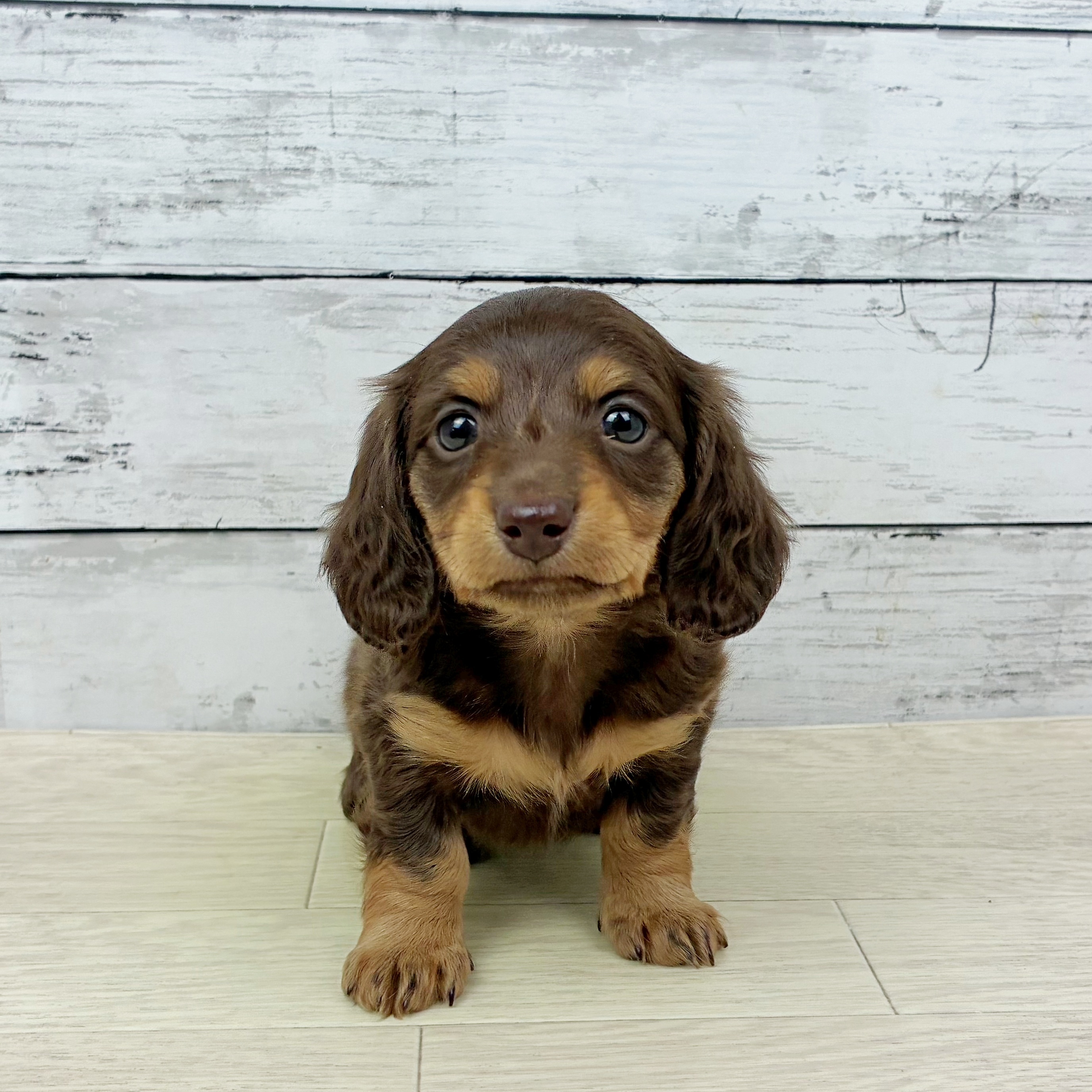 滋賀県のミニチュアダックスフンド(ロング) (犬の家＆猫の里近江八幡店/2025年10月2日生まれ/女の子/チョコレートタン)の子犬