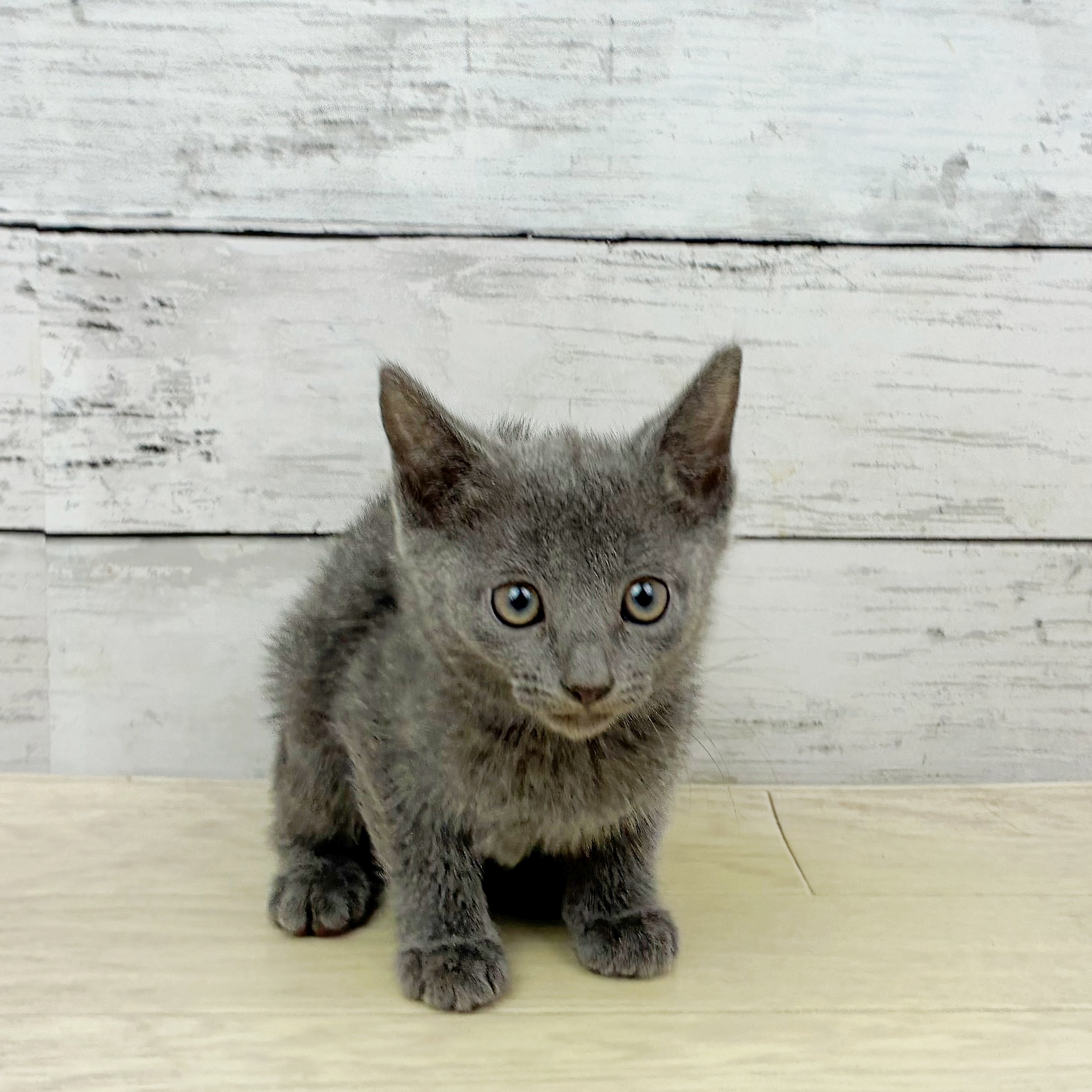 兵庫県のロシアンブルー (犬の家＆猫の里川西店/2025年10月1日生まれ/女の子/ブルー)の子猫