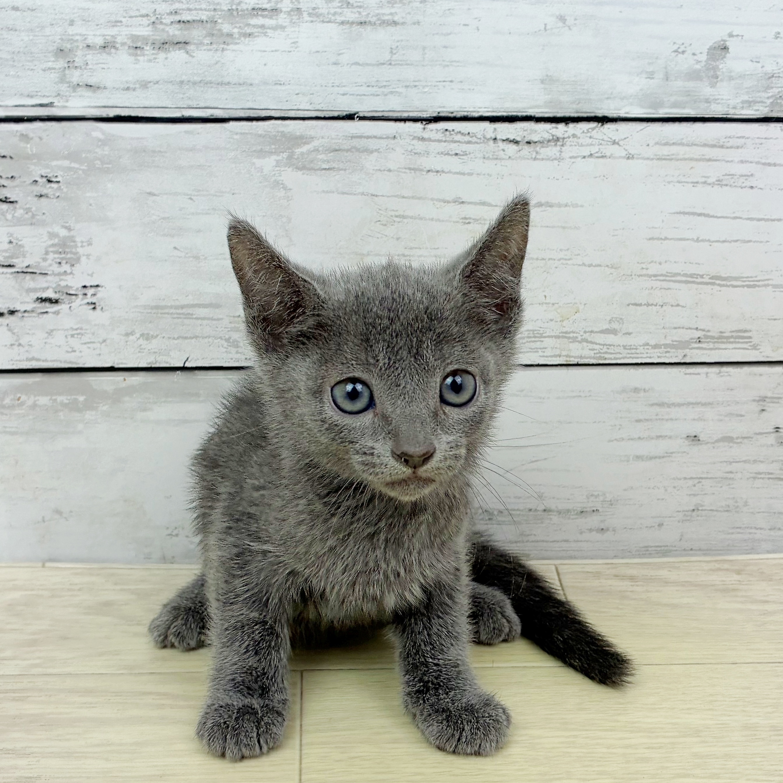 兵庫県のロシアンブルー (犬の家＆猫の里川西店/2025年10月1日生まれ/男の子/ブルー)の子猫