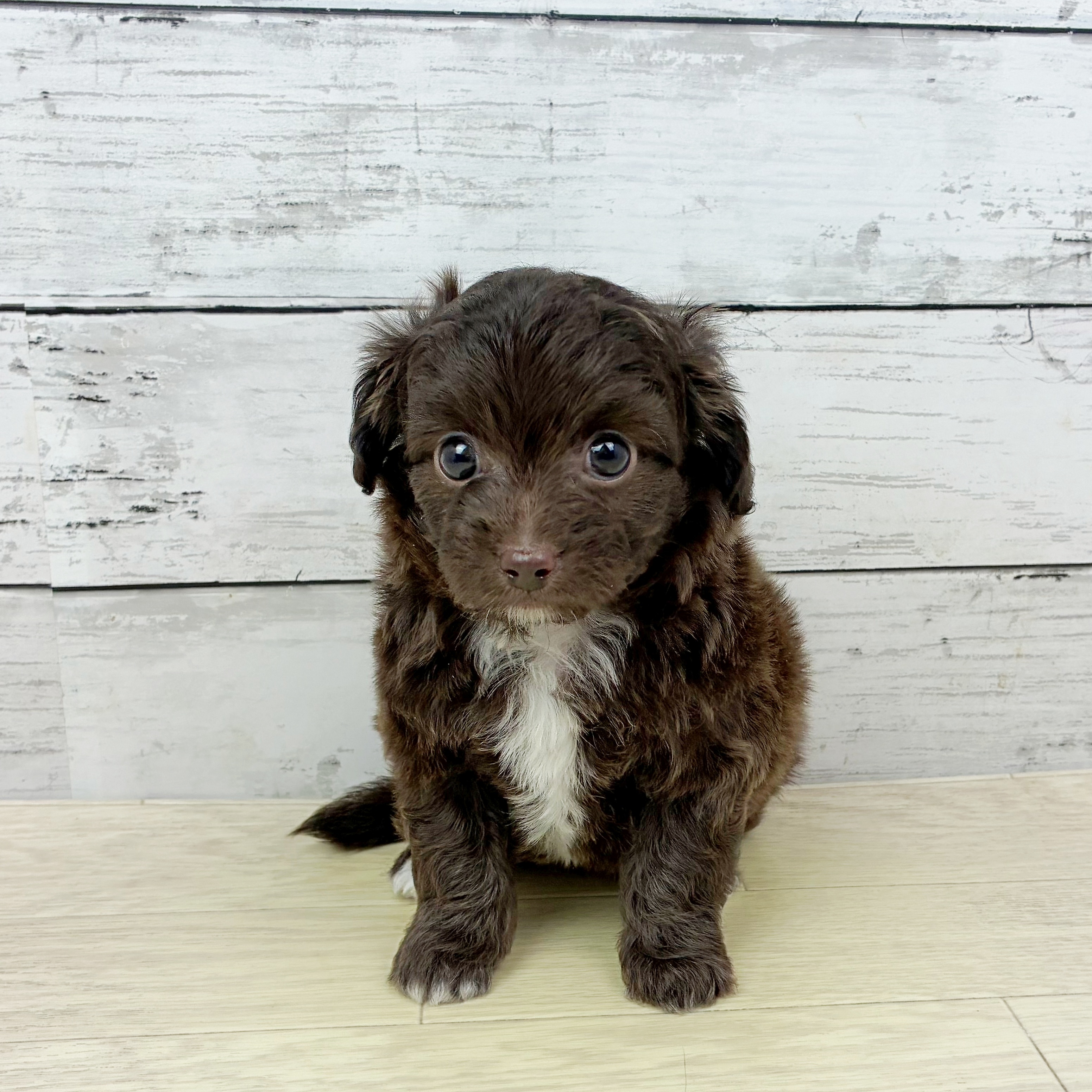 滋賀県のチワプー/プーチー(チワワ×プードル) (犬の家＆猫の里近江八幡店/2025年10月1日生まれ/男の子/チョコレートホワイト)の子犬