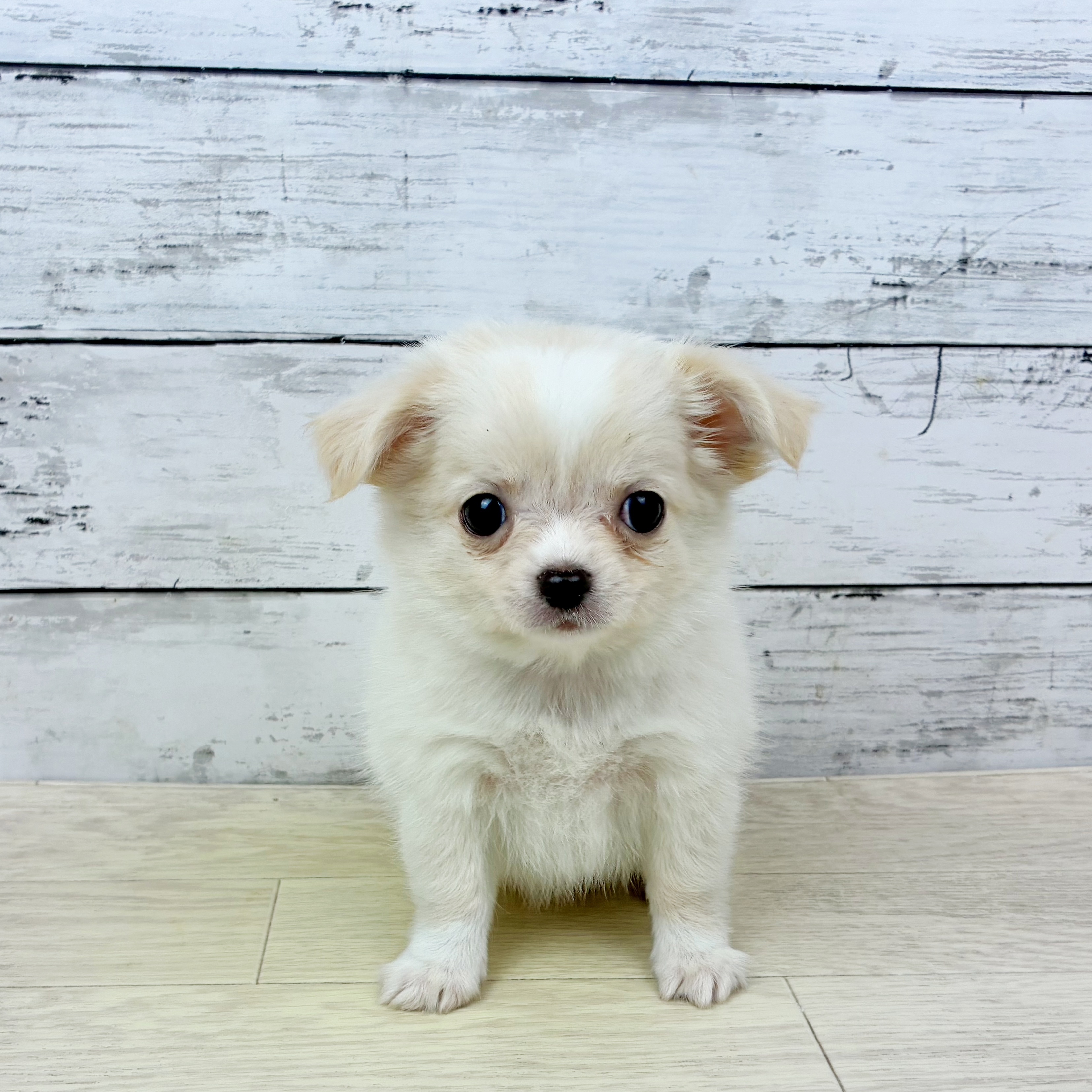 兵庫県のチワワ(ロング) (犬の家＆猫の里川西店/2025年10月1日生まれ/男の子/クリーム)の子犬