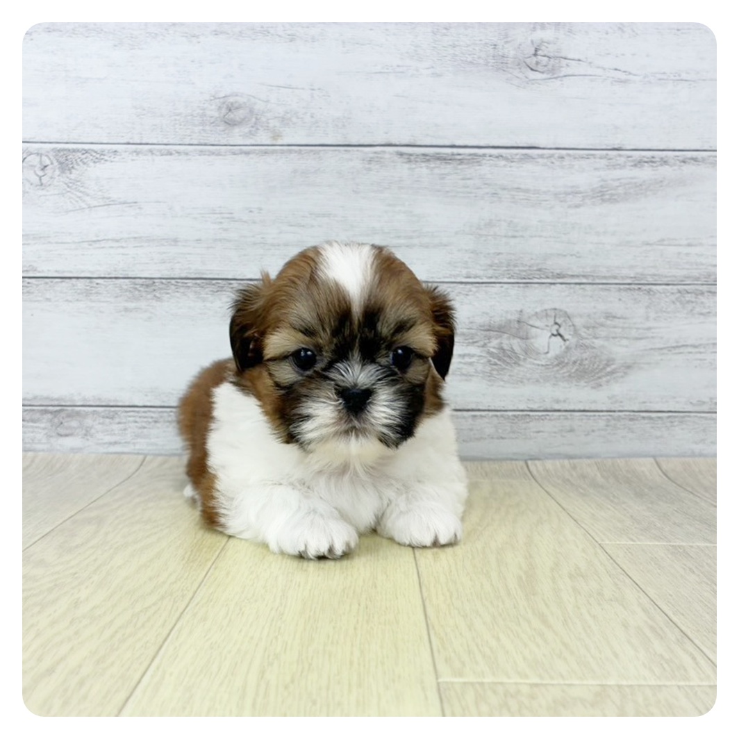 愛知県のシーズー (犬の家＆猫の里春日井本店/2025年10月3日生まれ/女の子/ゴールドホワイト)の子犬