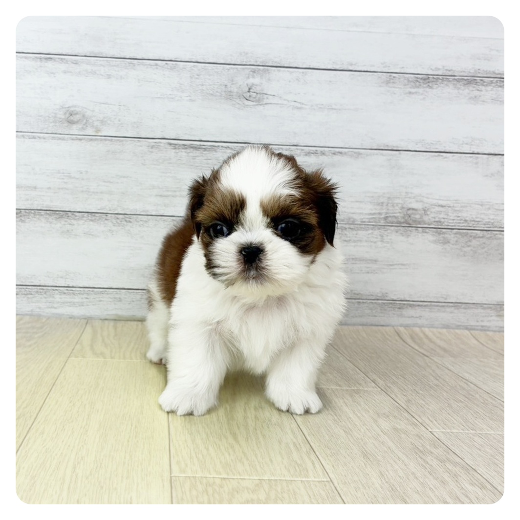 愛知県のシーズー (犬の家＆猫の里春日井本店/2025年10月3日生まれ/男の子/ゴールドホワイト)の子犬