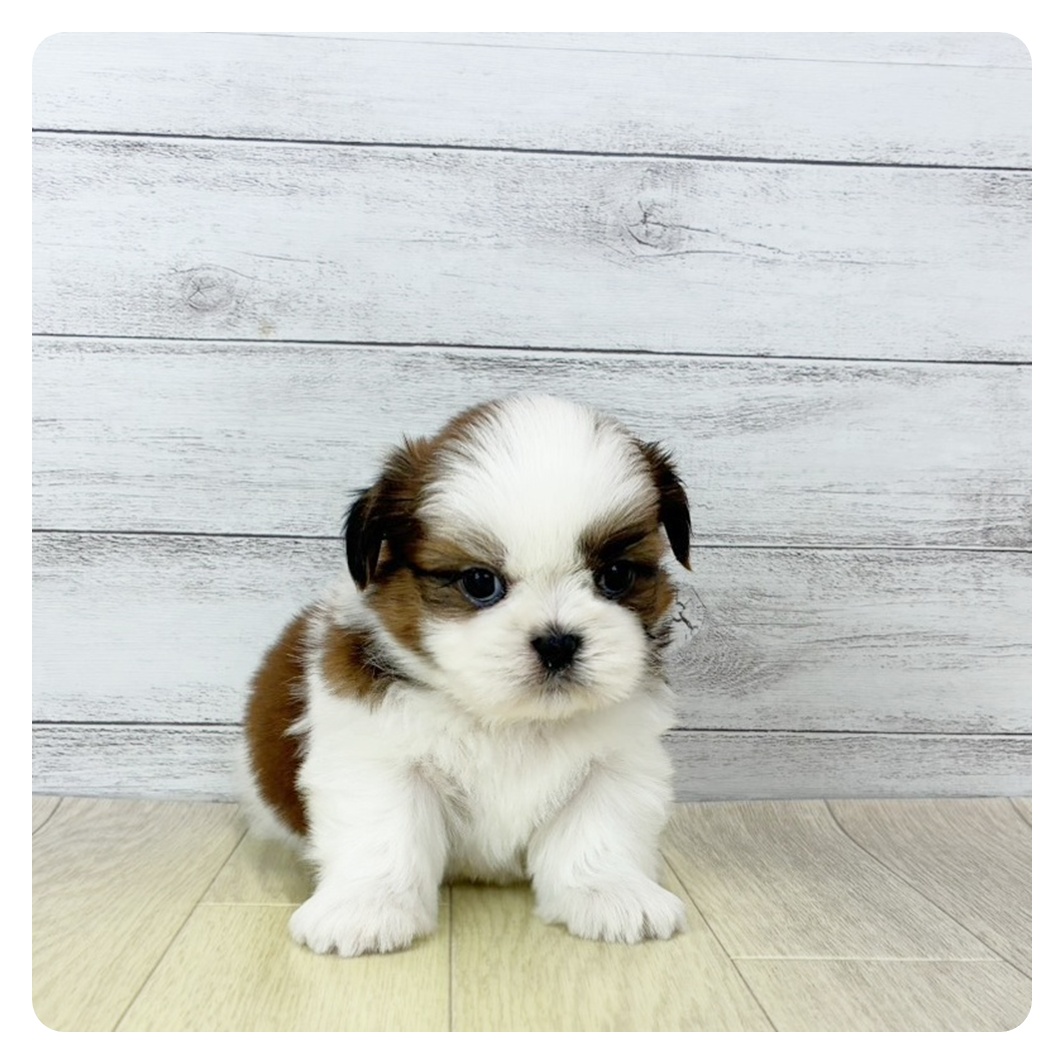 愛知県のシーズー (犬の家＆猫の里春日井本店/2025年10月3日生まれ/男の子/ゴールドホワイト)の子犬