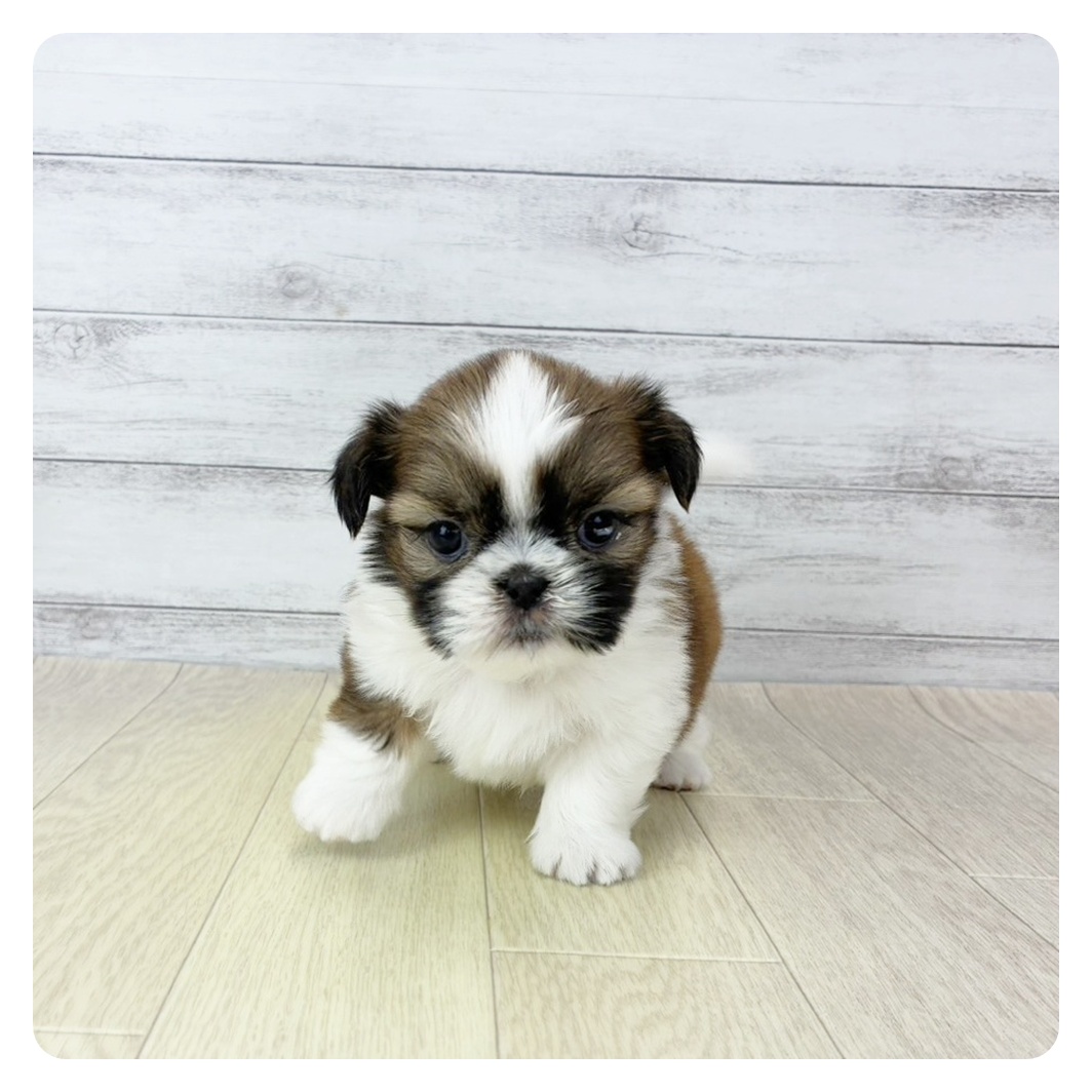 愛知県のシーズー (犬の家＆猫の里七宝店/2025年10月3日生まれ/男の子/ゴールドホワイト)の子犬の4枚目の画像