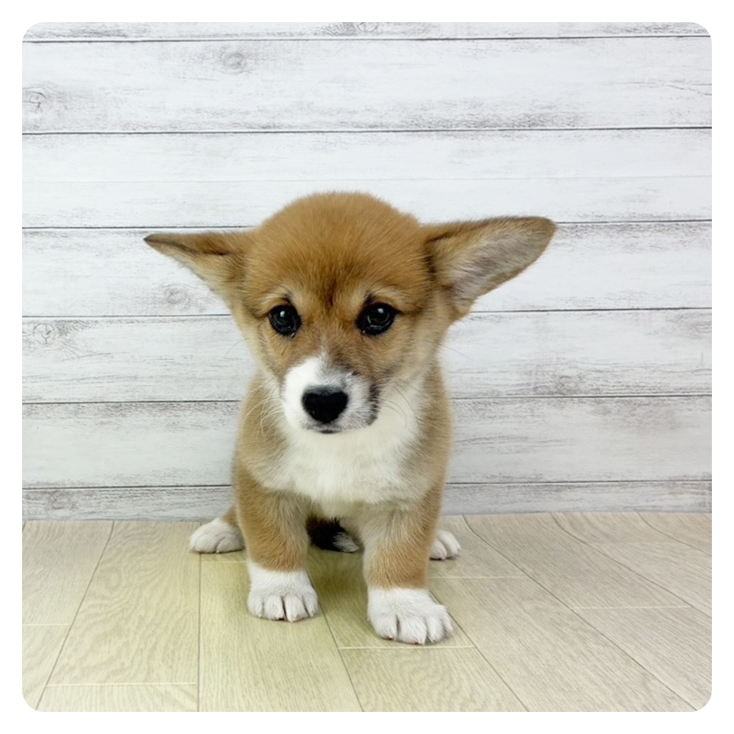 コーギー女の子の写真