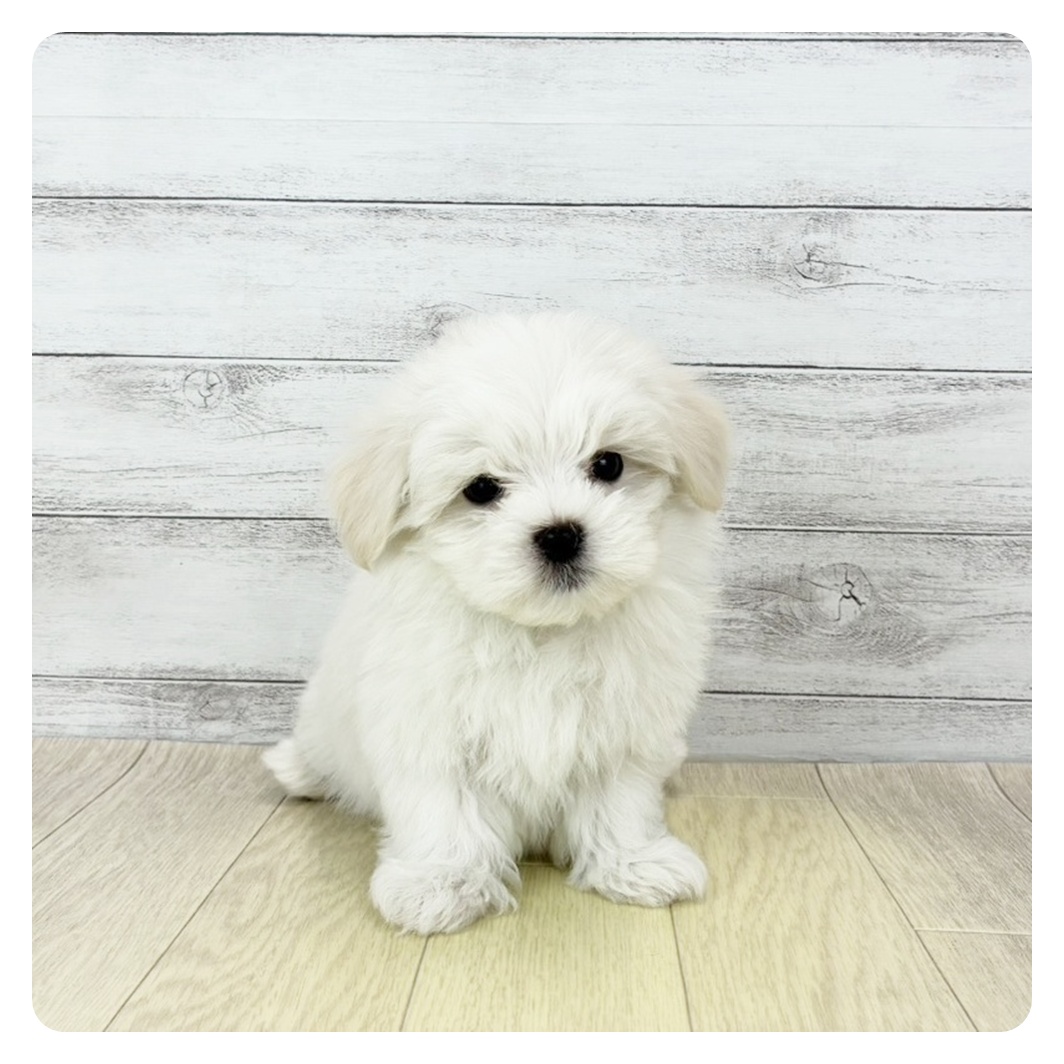愛知県のマルチーズ (犬の家＆猫の里春日井本店/2025年10月4日生まれ/男の子/ホワイト)の子犬