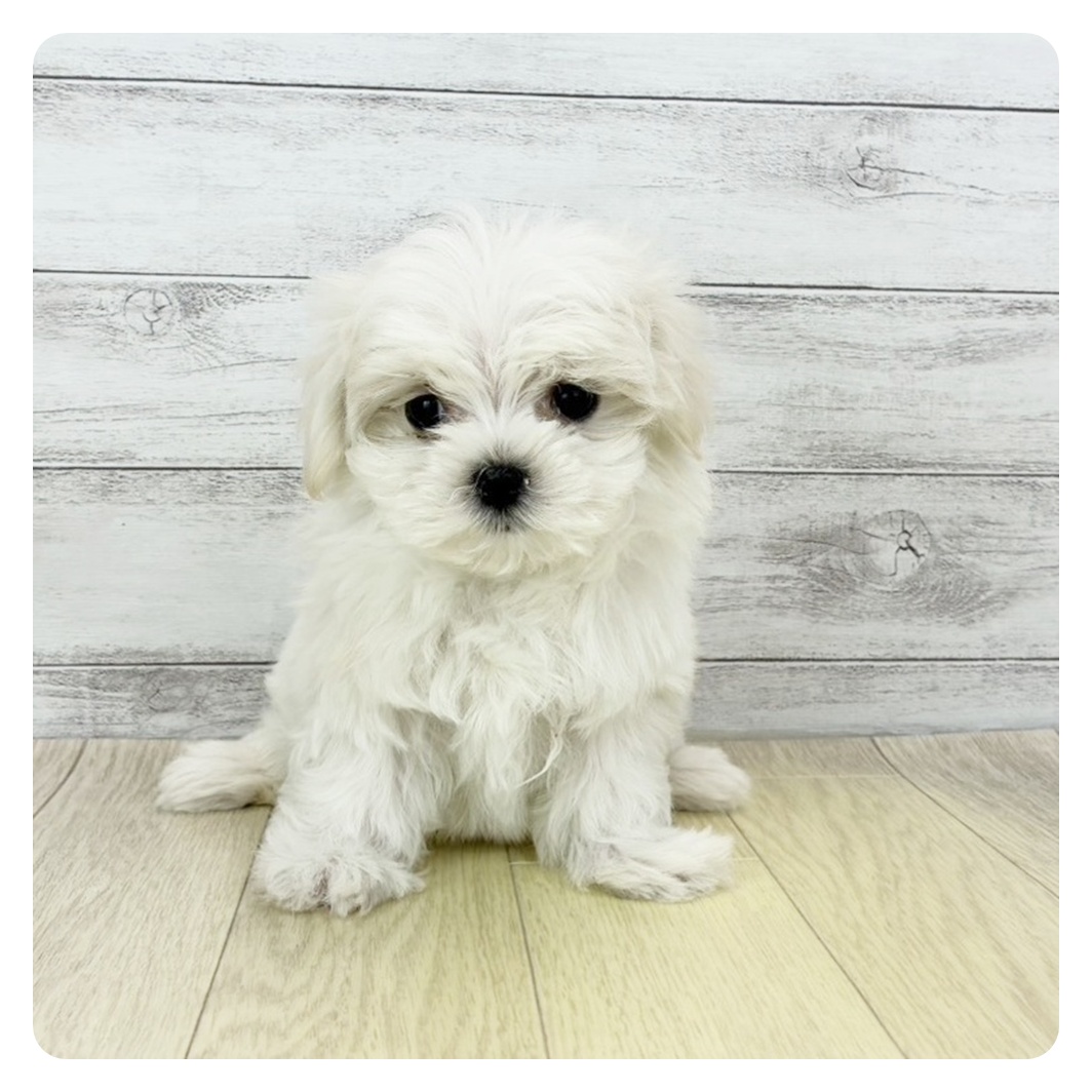 マルチーズ女の子の写真