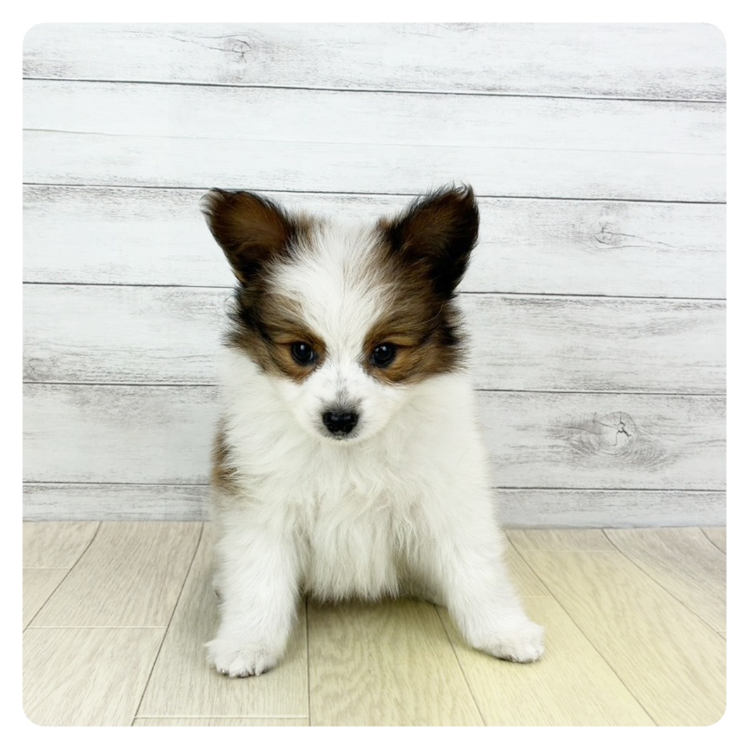 愛知県のパピヨン (犬の家＆猫の里春日井本店/2025年10月3日生まれ/男の子/ホワイトブラウン)の子犬