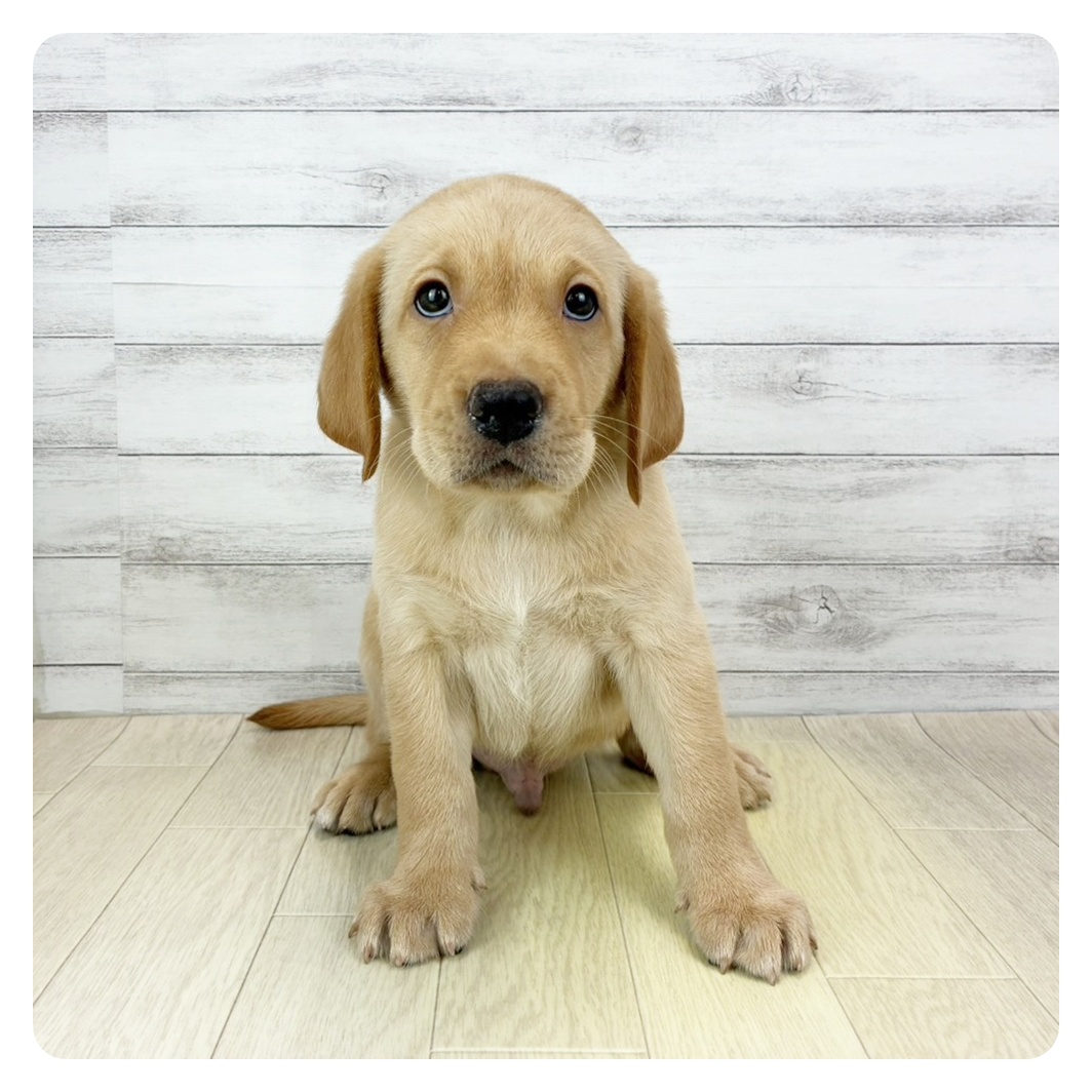 愛知県のラブラドールレトリーバー (犬の家＆猫の里春日井本店/2025年10月4日生まれ/男の子/イエロー)の子犬の1枚目の画像