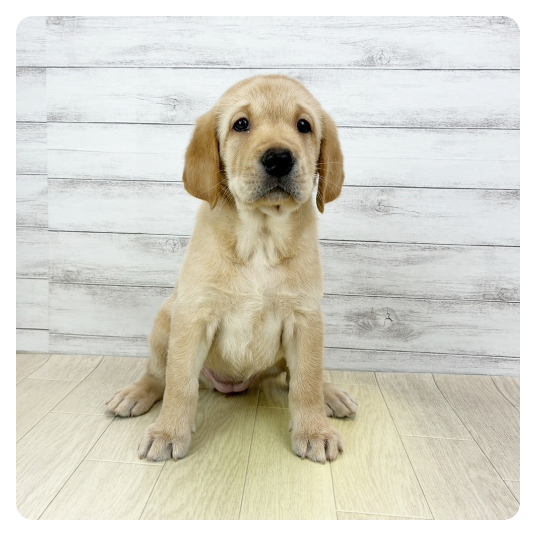 愛知県のラブラドールレトリーバー (犬の家＆猫の里春日井本店/2025年10月4日生まれ/女の子/イエロー)の子犬