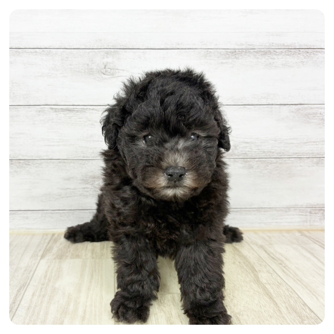 兵庫県のトイプードル(トイ) (犬の家＆猫の里川西店/2025年10月4日生まれ/女の子/シルバー)の子犬