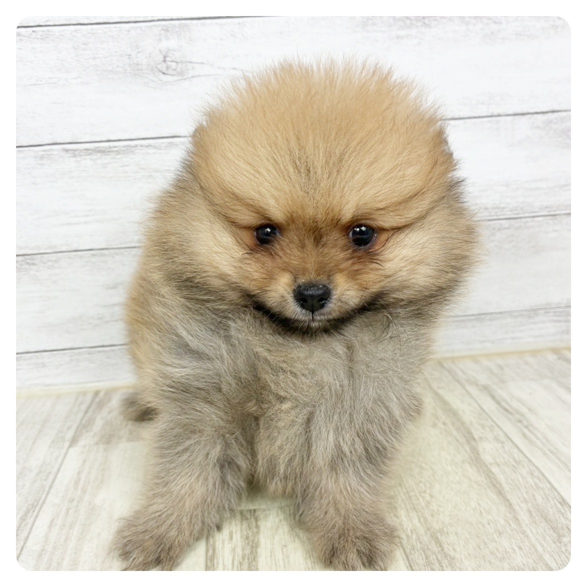 ポメラニアン男の子の写真
