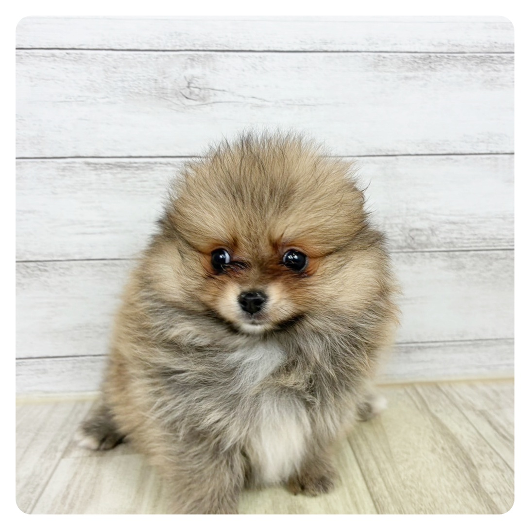 ポメラニアン女の子の写真