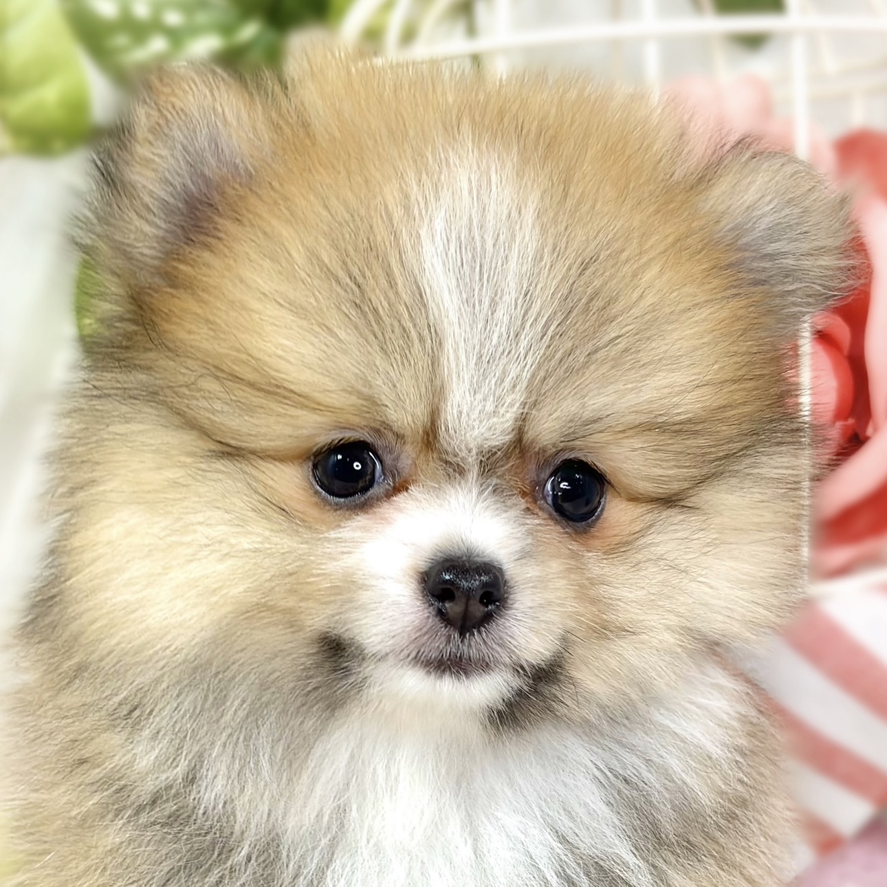 愛知県のポメラニアン (犬の家＆猫の里MiO香久山店/2025年9月30日生まれ/女の子/オレンジホワイト)の子犬の1枚目の画像