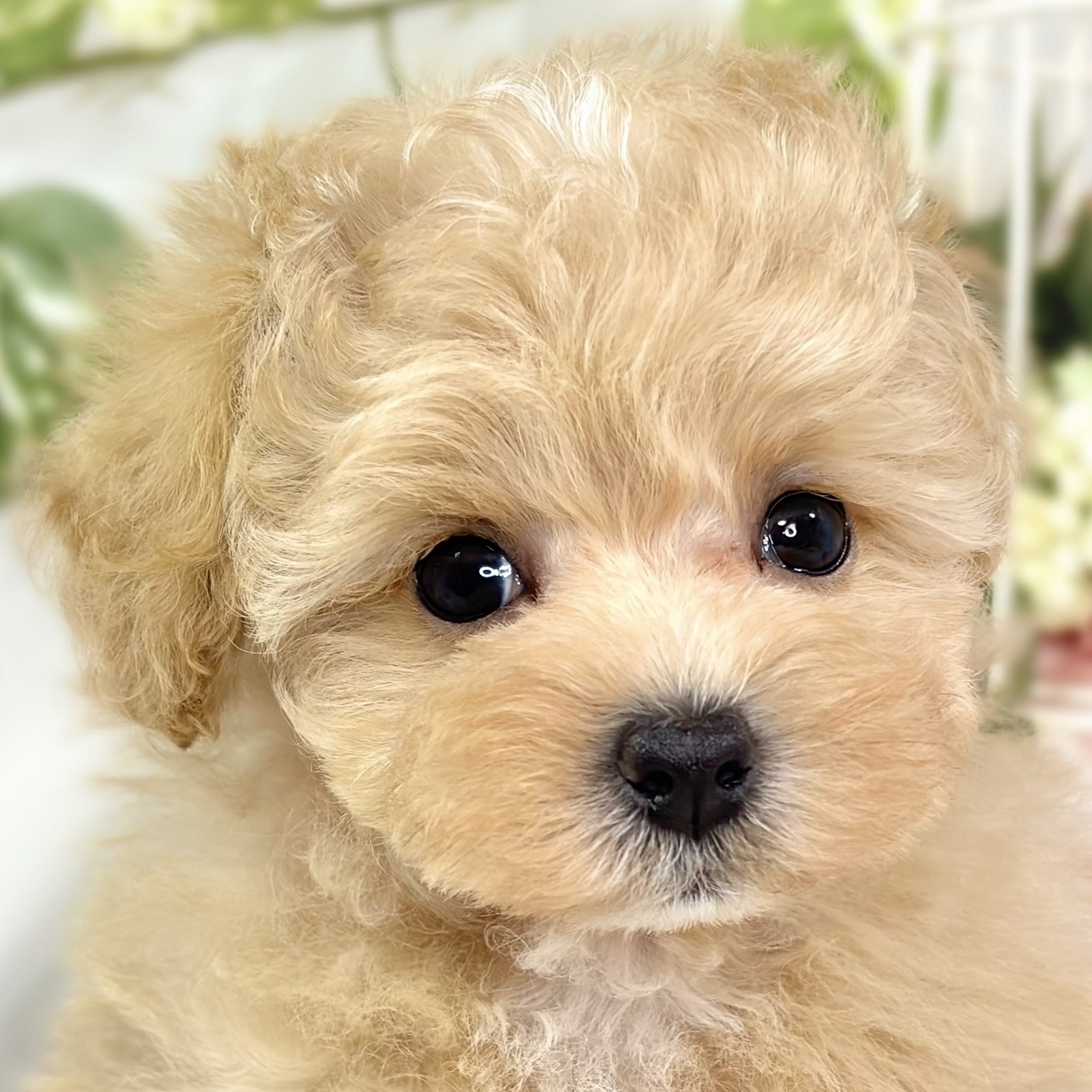 愛知県のマルプー(マルチーズ×プードル) (犬の家＆猫の里春日井本店/2025年10月3日生まれ/女の子/アプリコットホワイト)の子犬