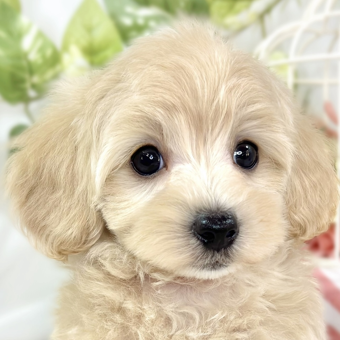 愛知県のマルプー(マルチーズ×プードル) (犬の家＆猫の里春日井本店/2025年10月3日生まれ/女の子/クリームホワイト)の子犬