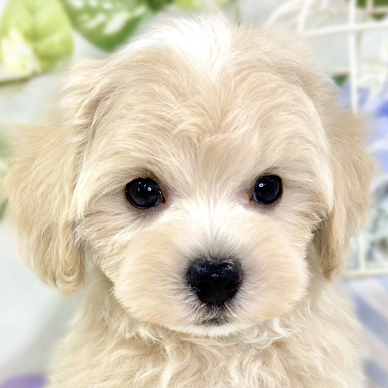 愛知県のマルプー(マルチーズ×プードル) (犬の家＆猫の里春日井本店/2025年10月3日生まれ/男の子/クリームホワイト)の子犬