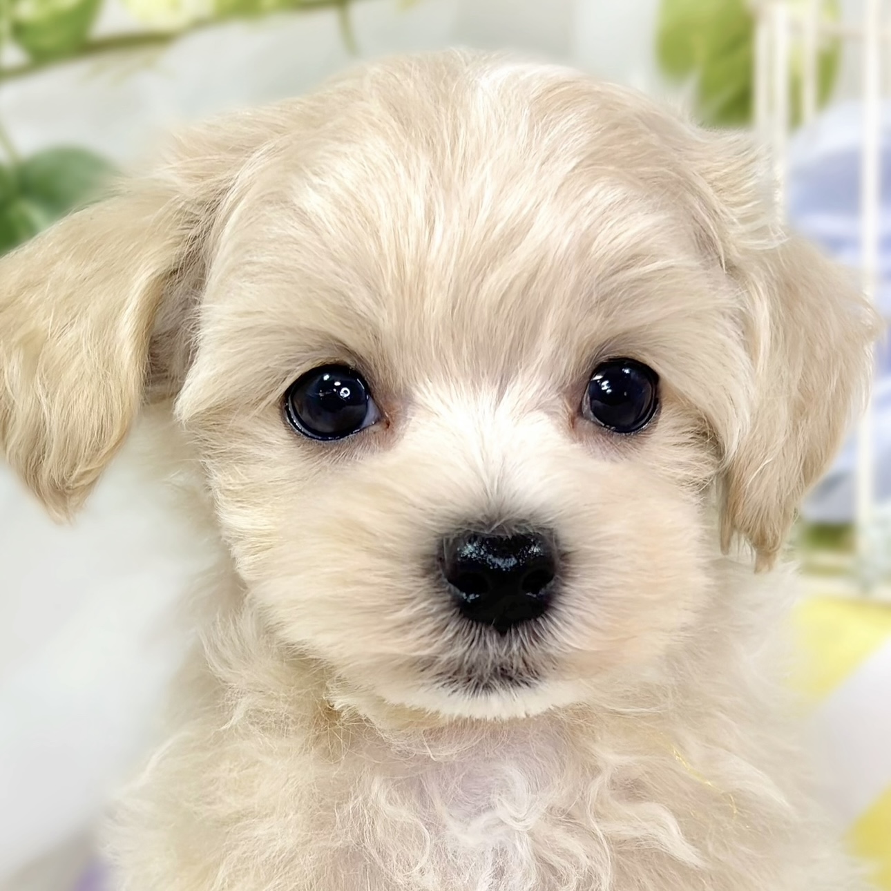 愛知県のマルプー(マルチーズ×プードル) (犬の家＆猫の里春日井本店/2025年10月3日生まれ/男の子/クリームホワイト)の子犬