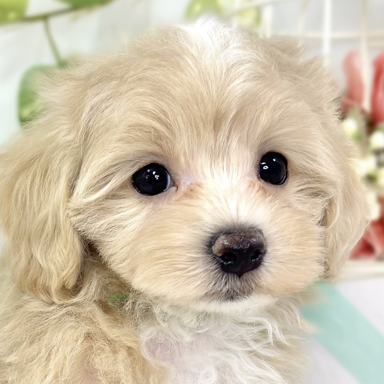 ハーフ犬女の子の写真