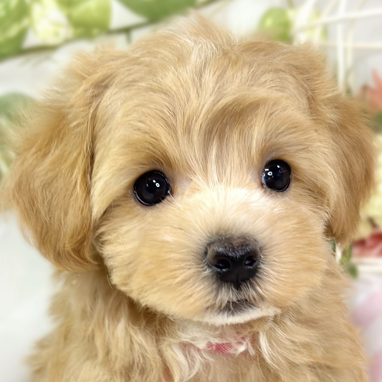 愛知県のマルプー(マルチーズ×プードル) (犬の家＆猫の里一宮店/2025年10月3日生まれ/女の子/アプリコットホワイト)の子犬