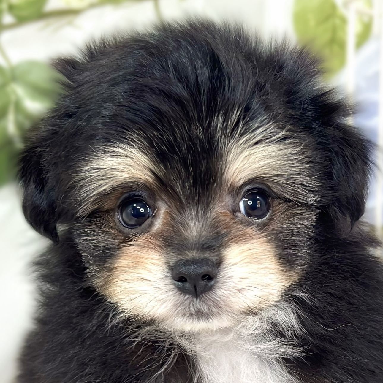 ハーフ犬男の子の写真