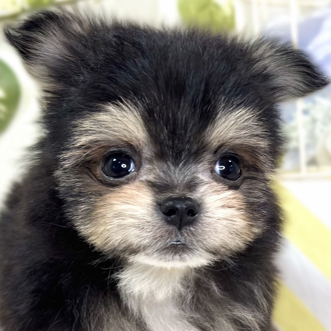 愛知県のポメマル/マルポメ(ポメラニアン×マルチーズ) (犬の家＆猫の里春日井本店/2025年10月4日生まれ/男の子/ブラッククリーム)の子犬