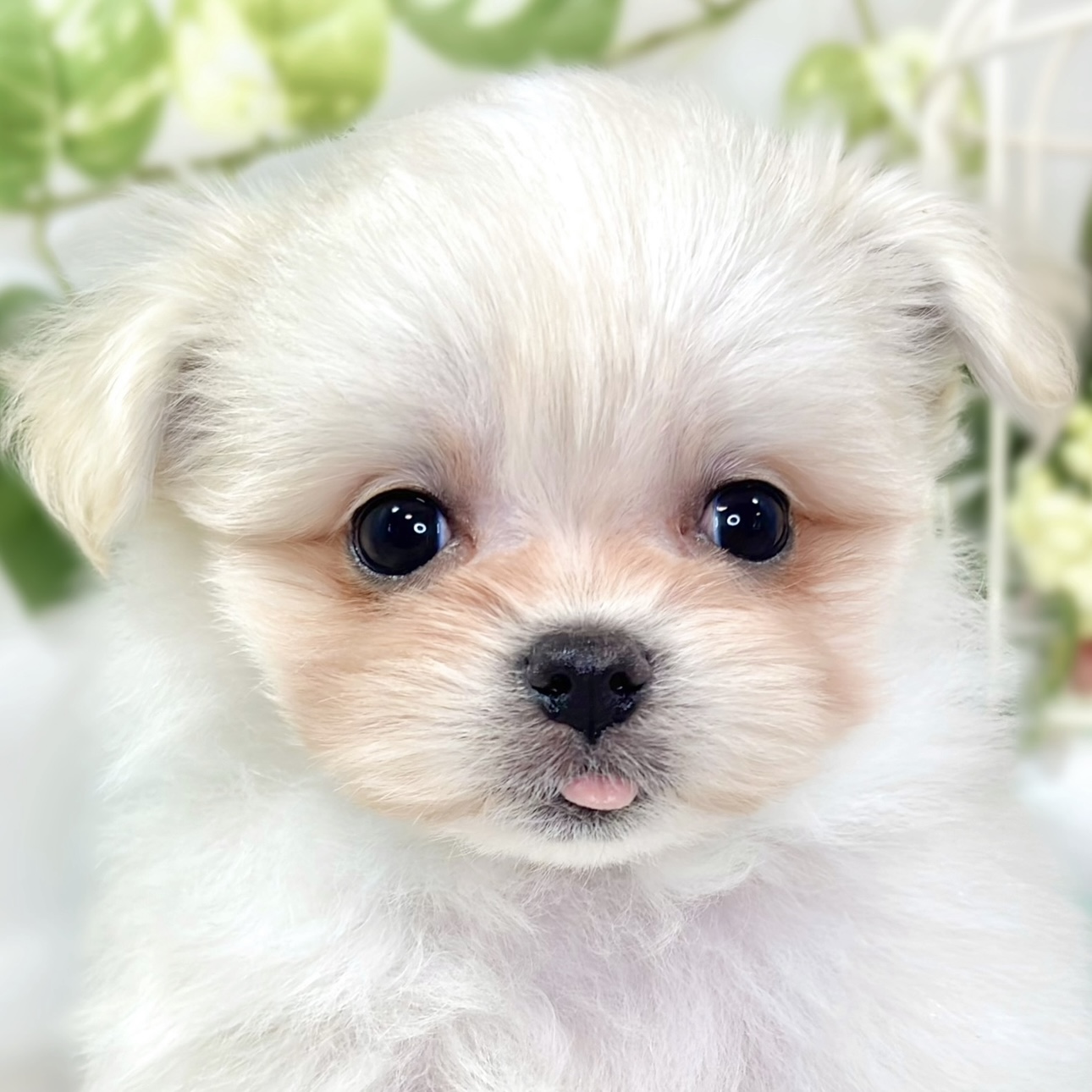 愛知県のポメマル/マルポメ(ポメラニアン×マルチーズ) (犬の家＆猫の里エアポートウォーク店/2025年10月4日生まれ/女の子/クリームホワイト)の子犬