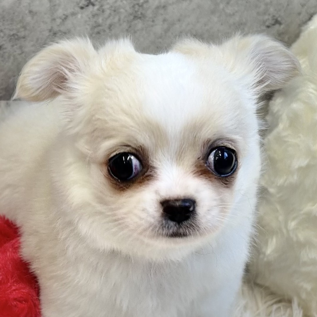 愛知県のチワワ(ロング) (犬の家＆猫の里アミーゴ神の倉店/2025年9月2日生まれ/男の子/クリームホワイト)の子犬