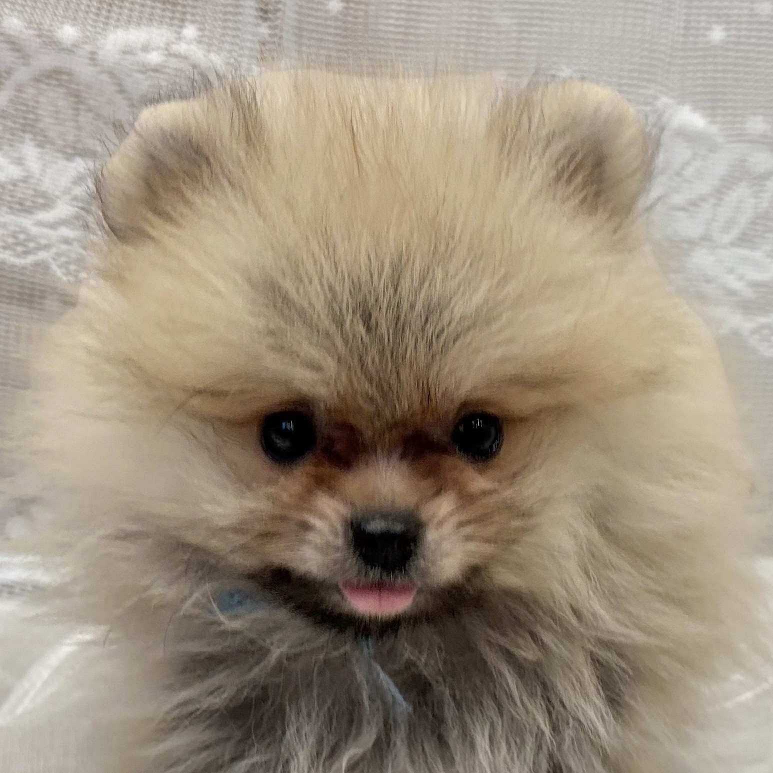 ポメラニアン男の子の写真