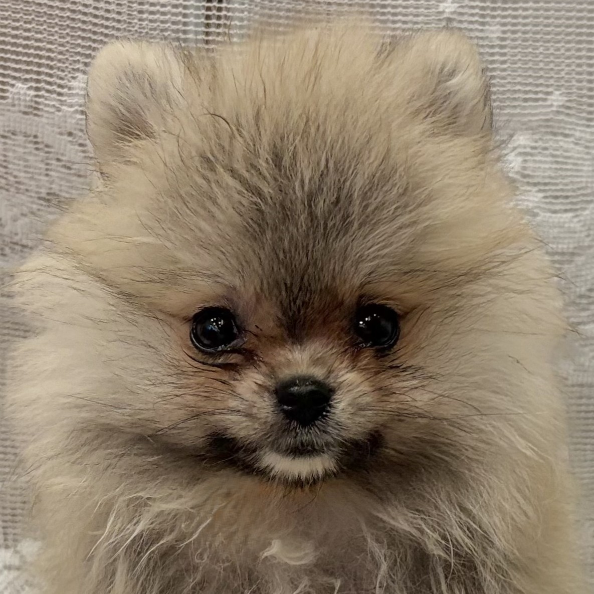 愛知県のポメラニアン (犬の家＆猫の里名古屋天白店/2025年9月28日生まれ/女の子/ウルフセーブル)の子犬